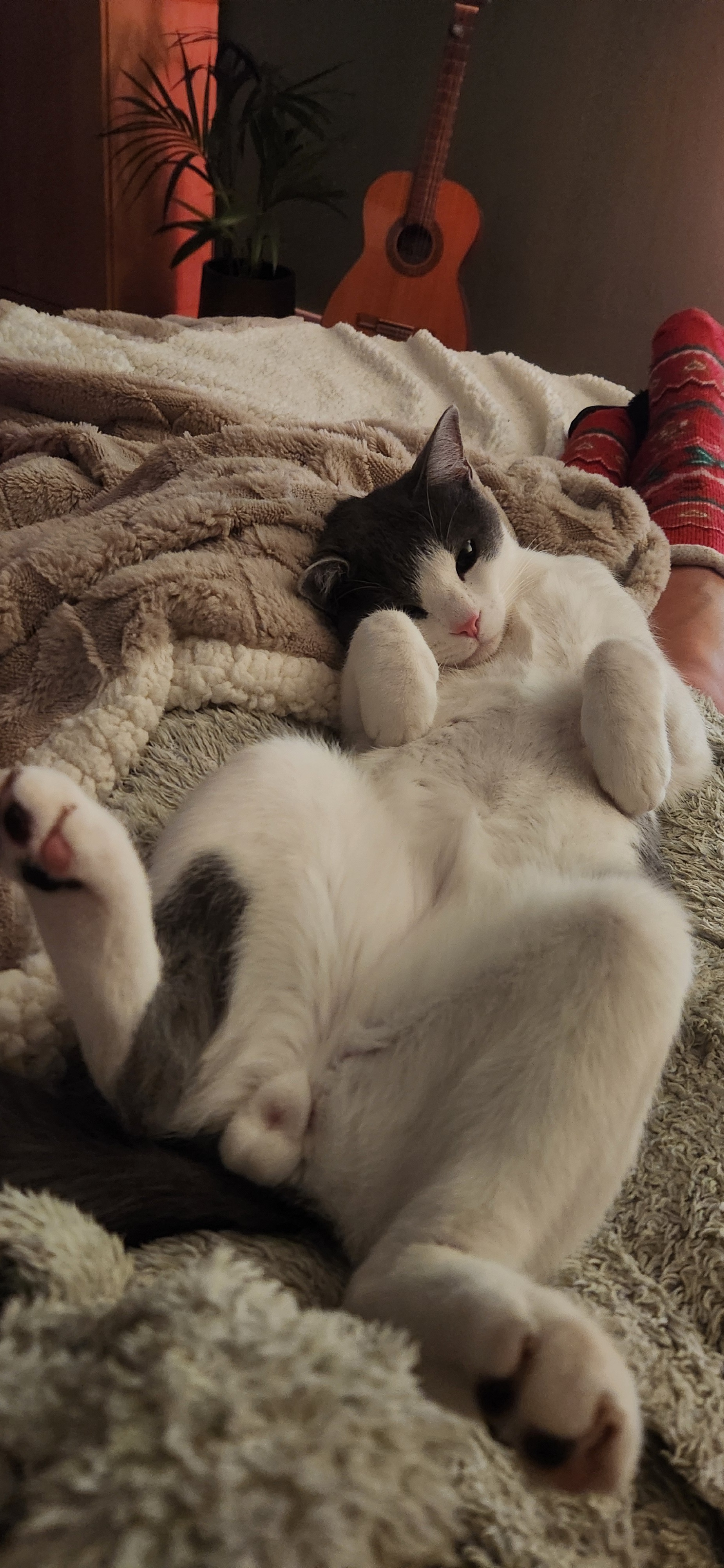 Help Gigi Get His Purr Back campaign photo, 2 of 8