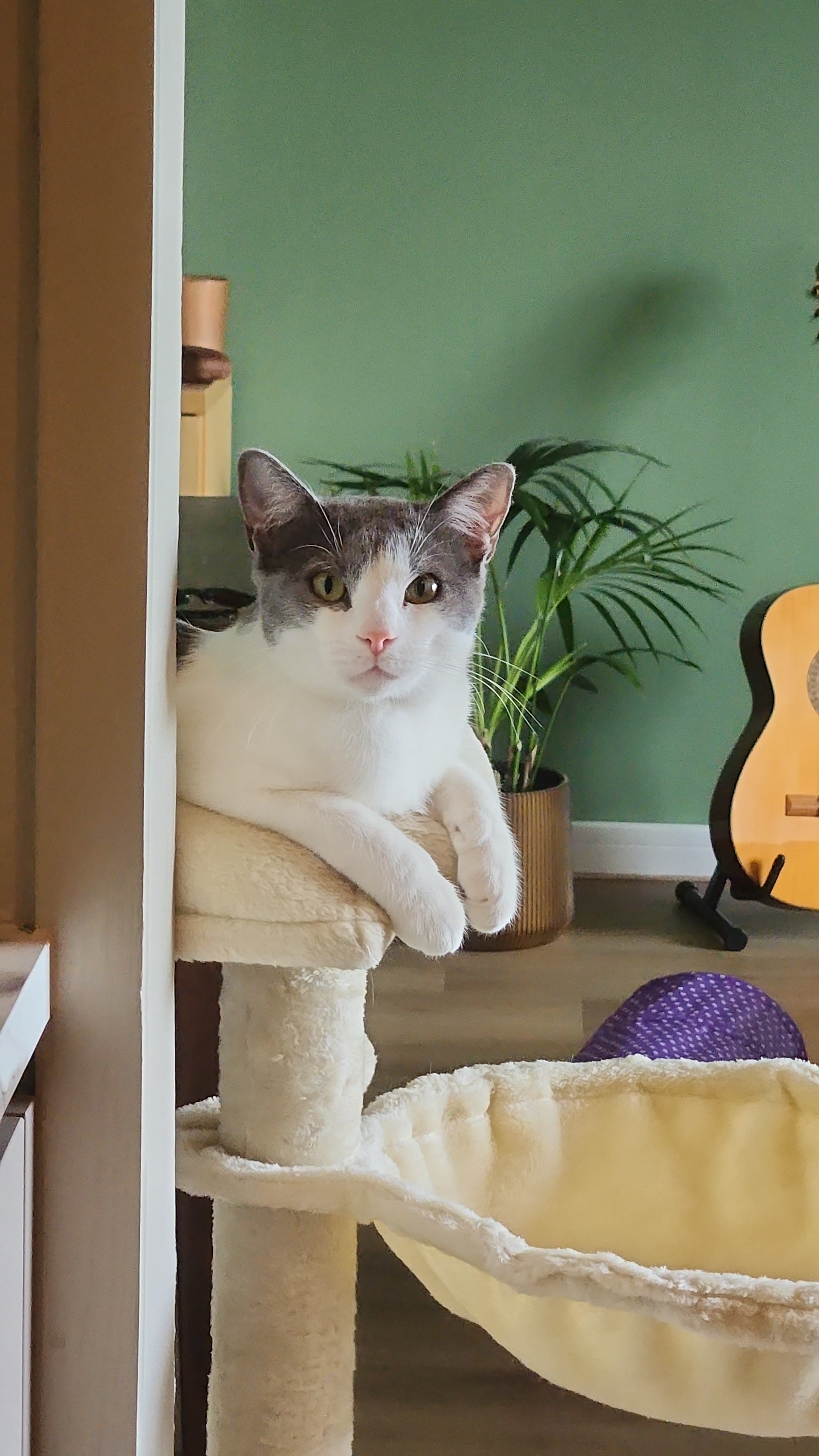 Help Gigi Get His Purr Back campaign photo, 4 of 8