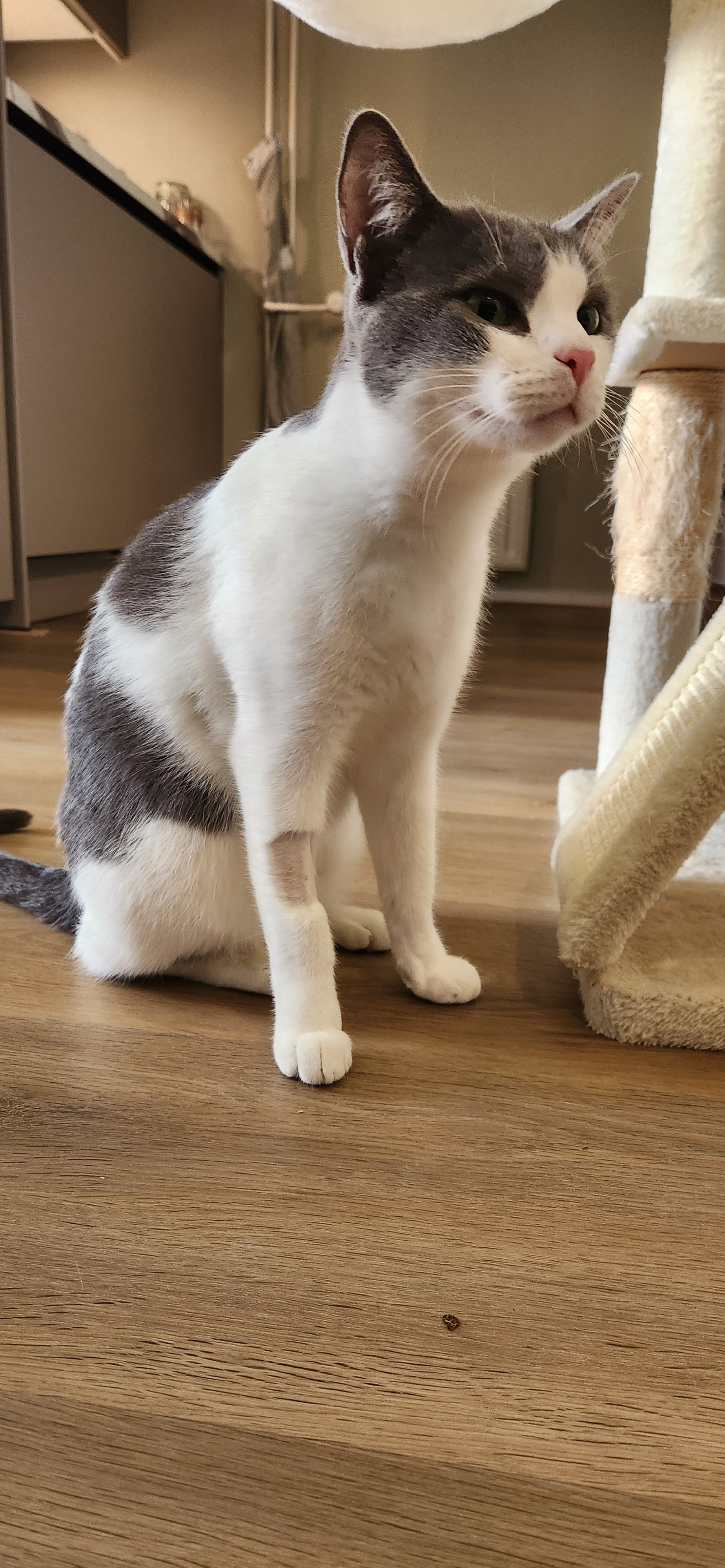 Help Gigi Get His Purr Back campaign photo, 5 of 8