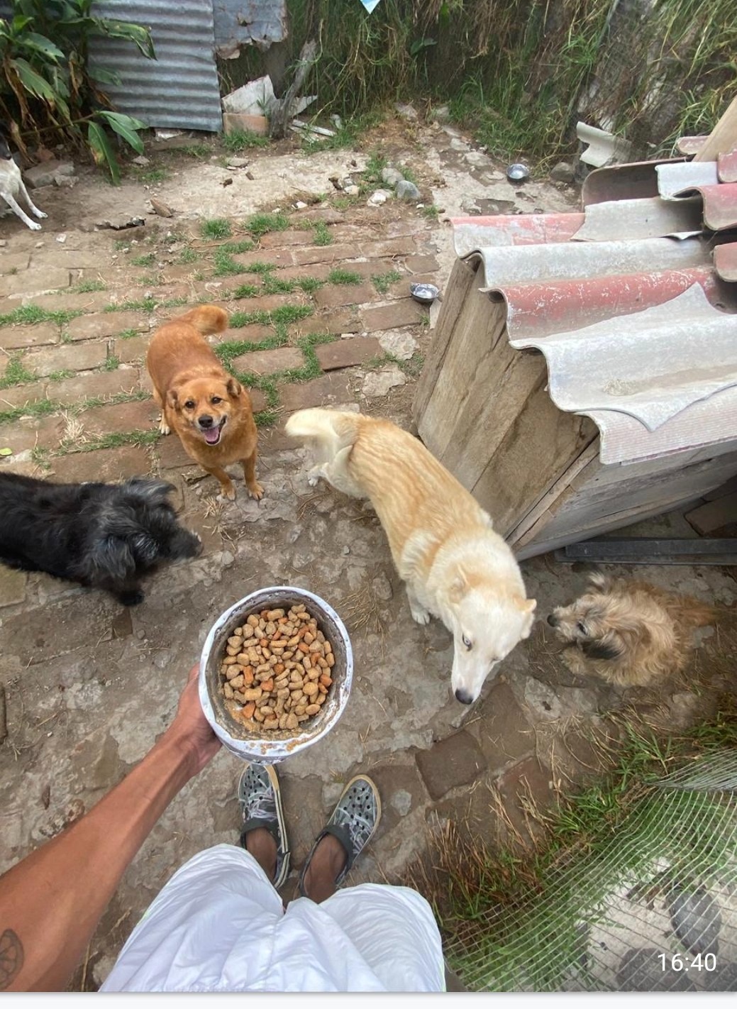 Second chances for shelter dogs campaign photo, 2 of 8