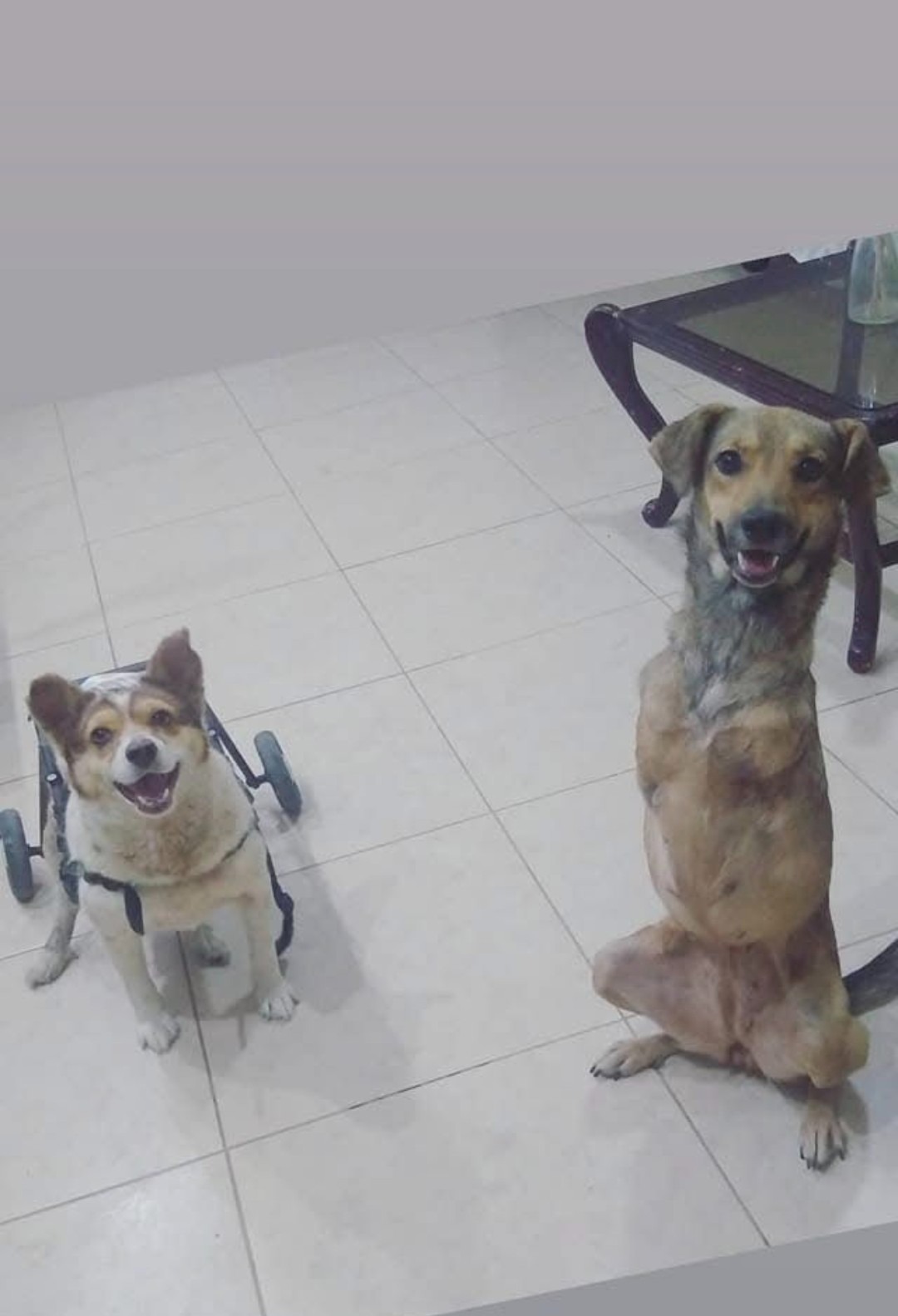 Second chances for shelter dogs campaign photo, 4 of 8