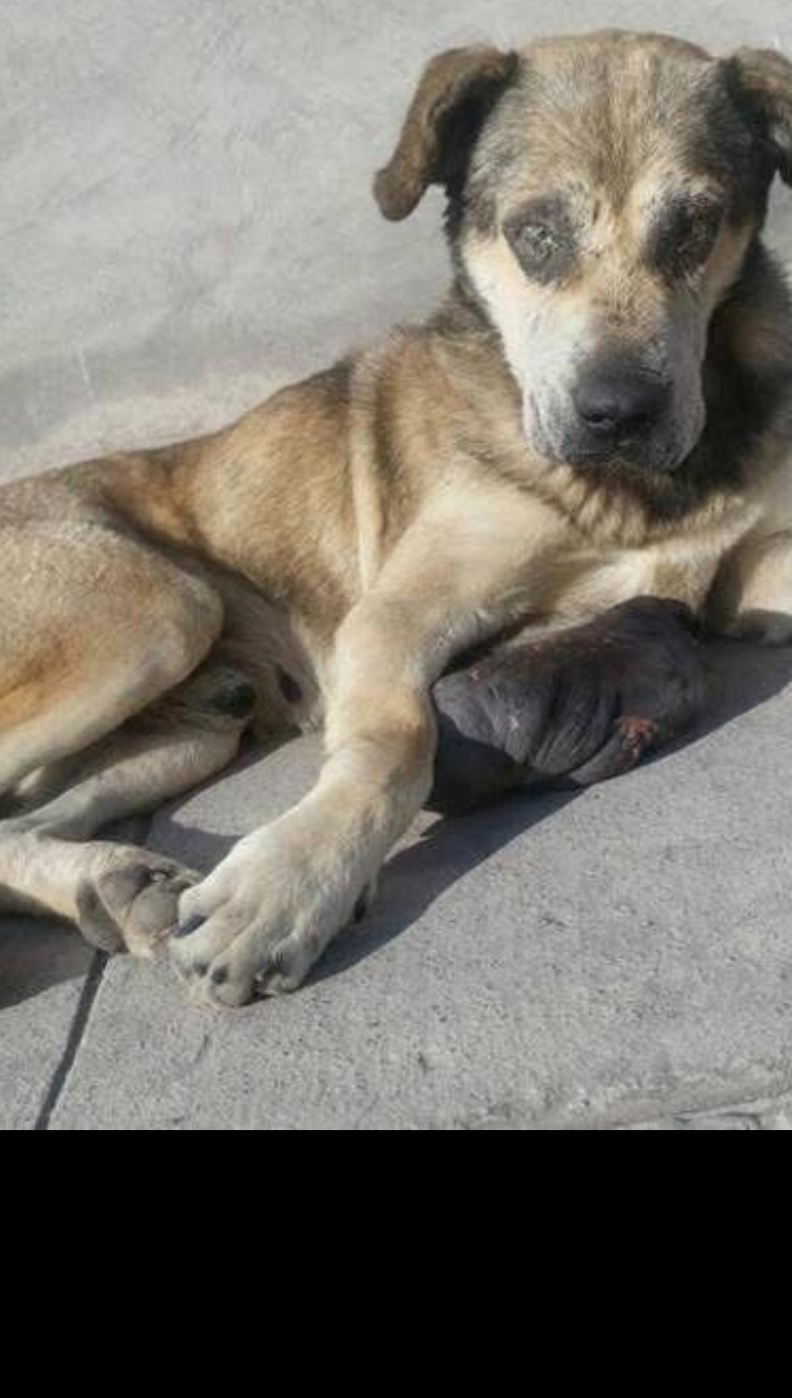 Second chances for shelter dogs campaign photo, 5 of 8