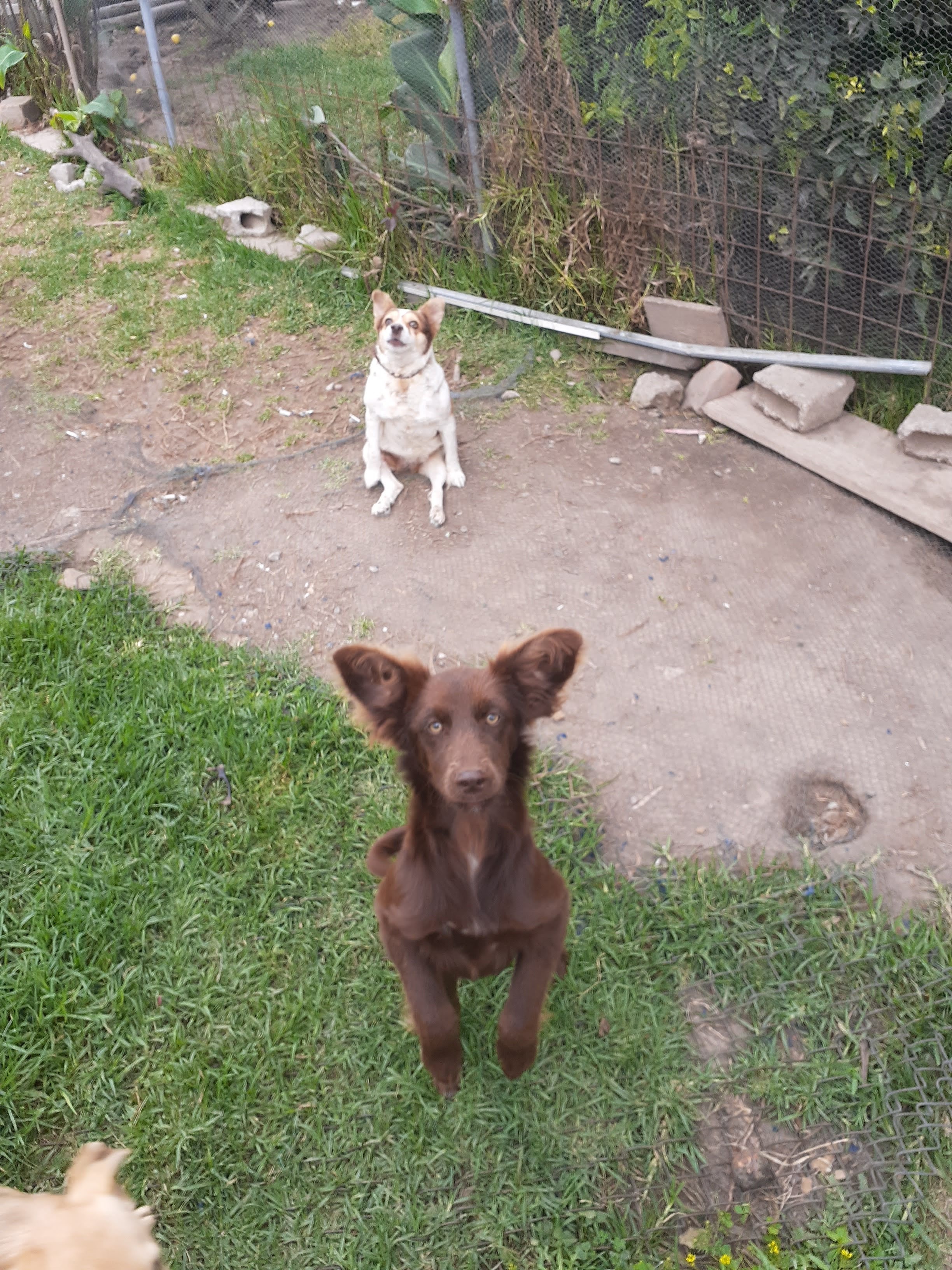 Second chances for shelter dogs campaign photo, 6 of 8