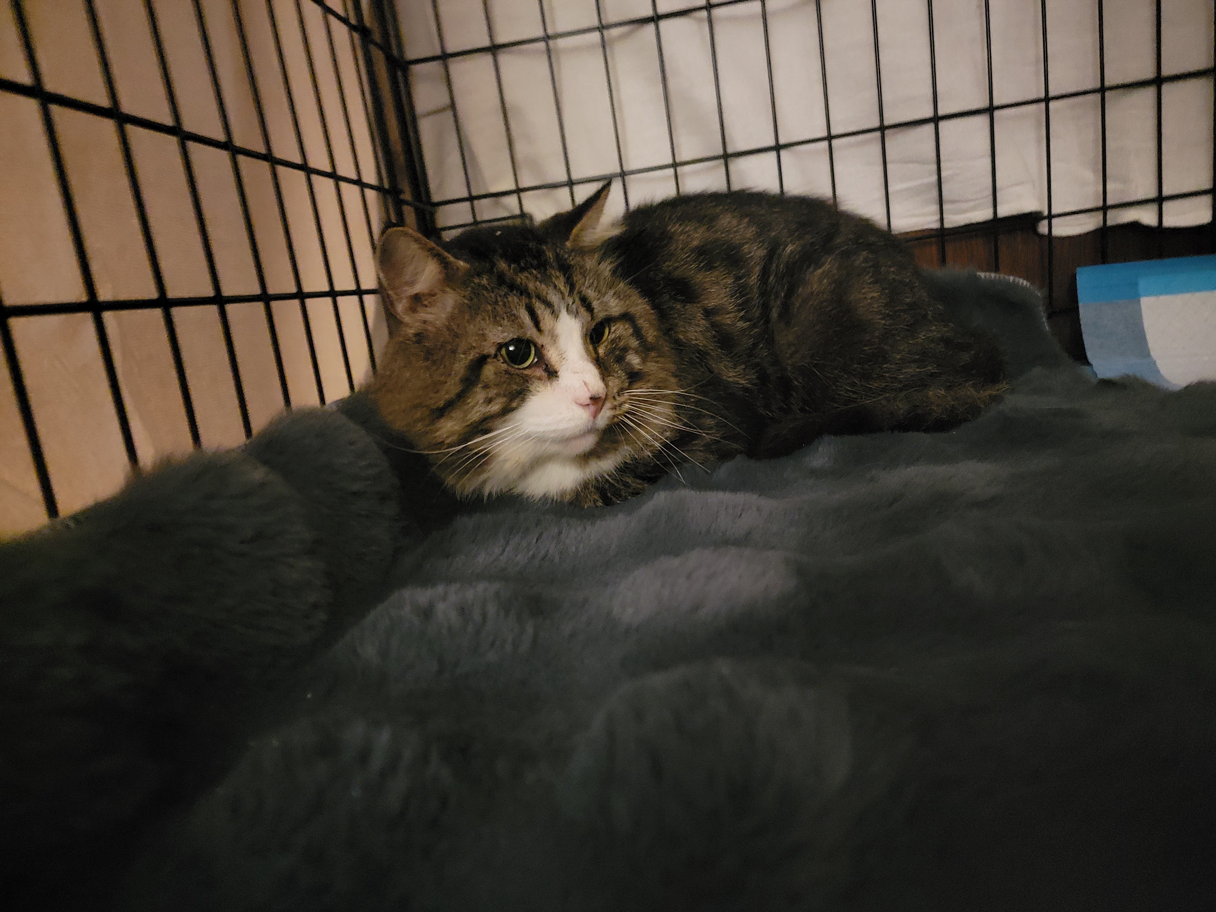 Donate for Pierre's Life-Saving Echocardiogram campaign photo, 2 of 5