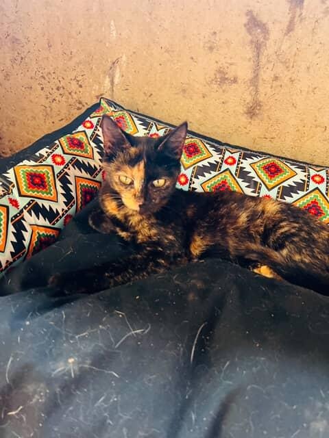 Donate to Feed and Shelter More Cats with Josh campaign photo, 4 of 5