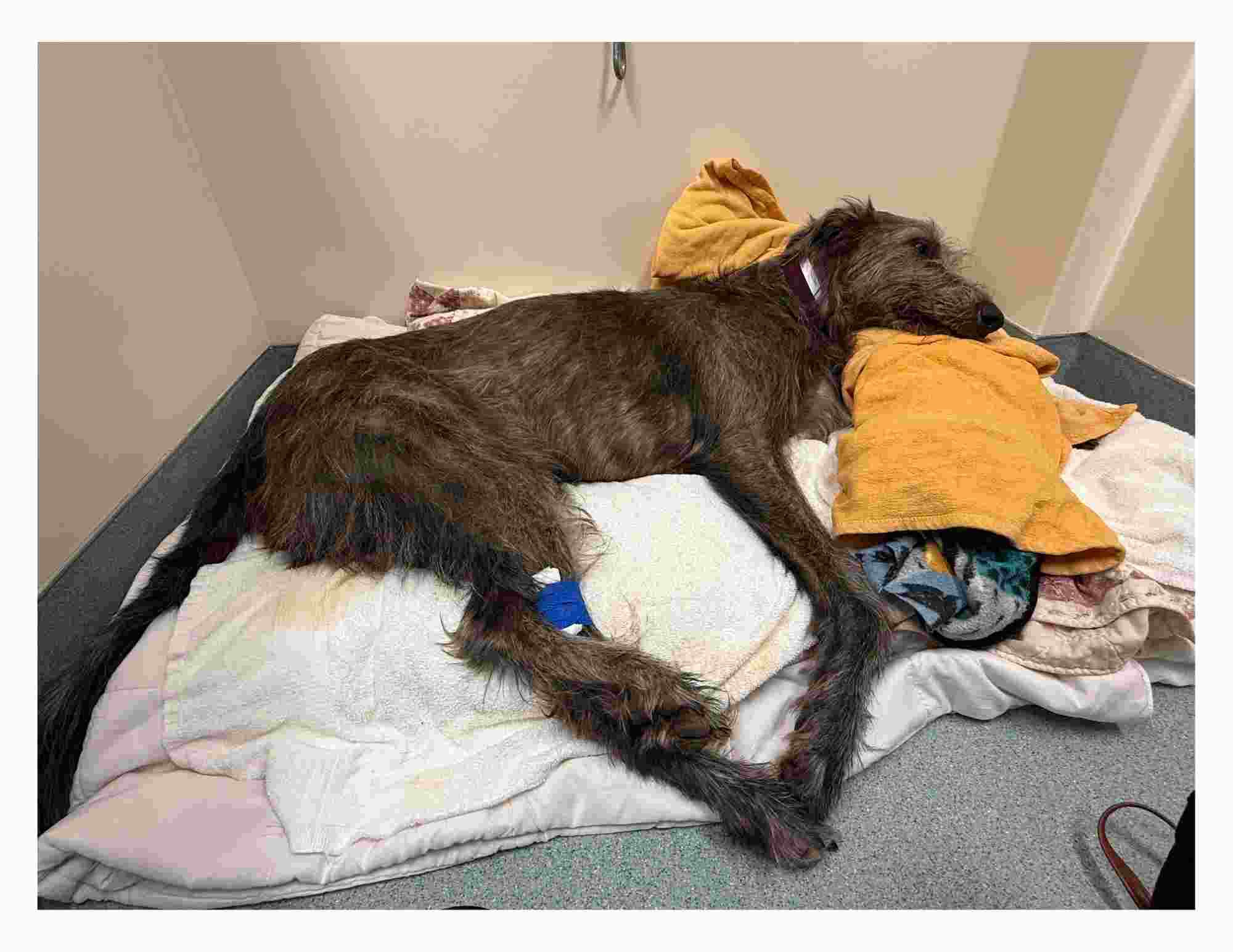Give Aura a Fighting Chance to Heal campaign photo, 5 of 7