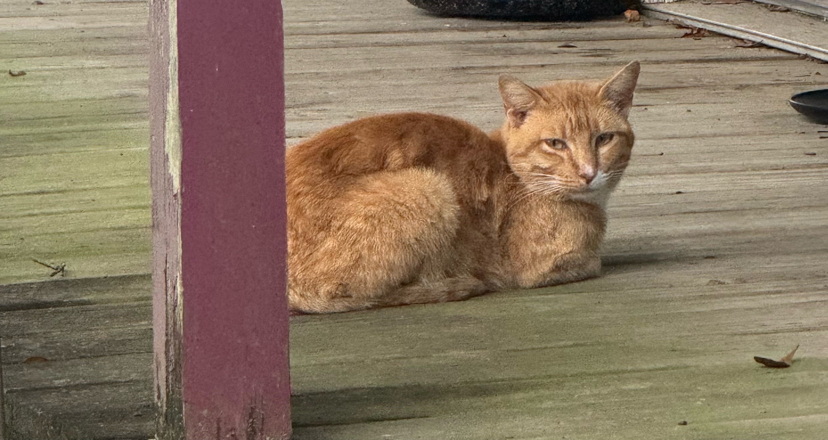 Support TNR for Texas Feral Cats campaign photo, 2 of 4