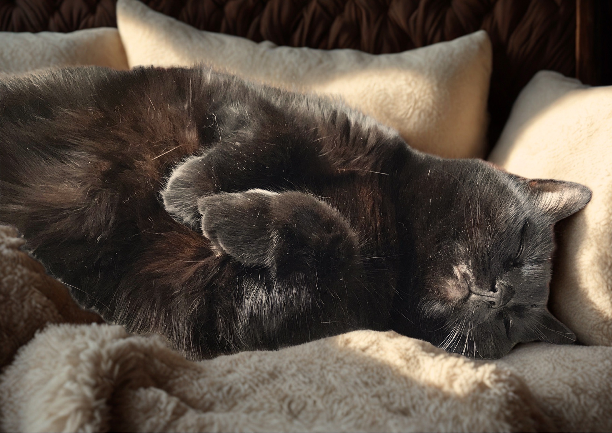 Meine Katze braucht eine OP.  My cat needs an operation. campaign photo, 2 of 7