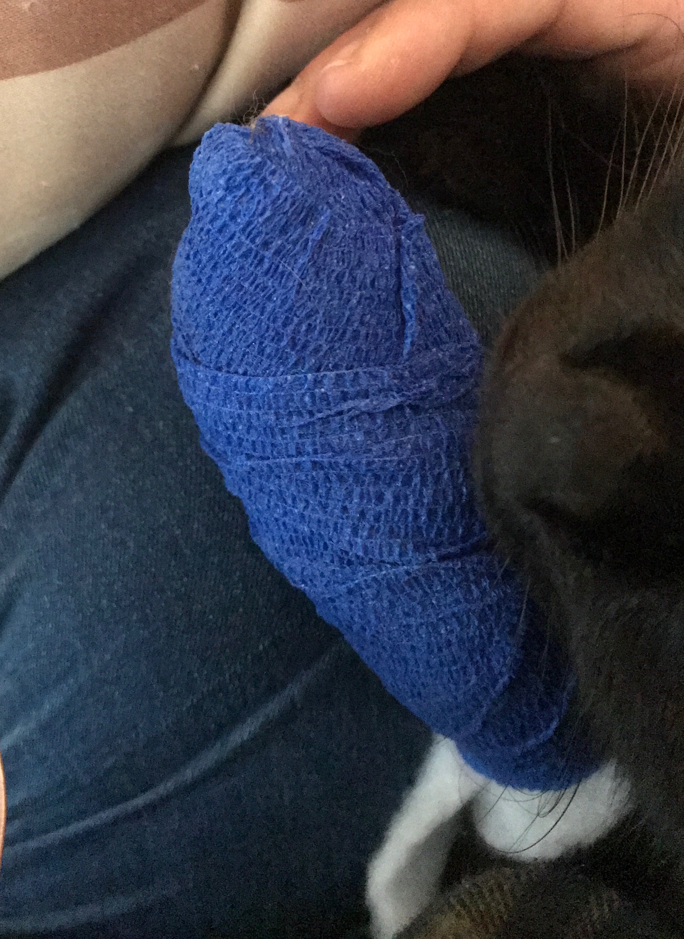 Meine Katze braucht eine OP.  My cat needs an operation. campaign photo, 5 of 7