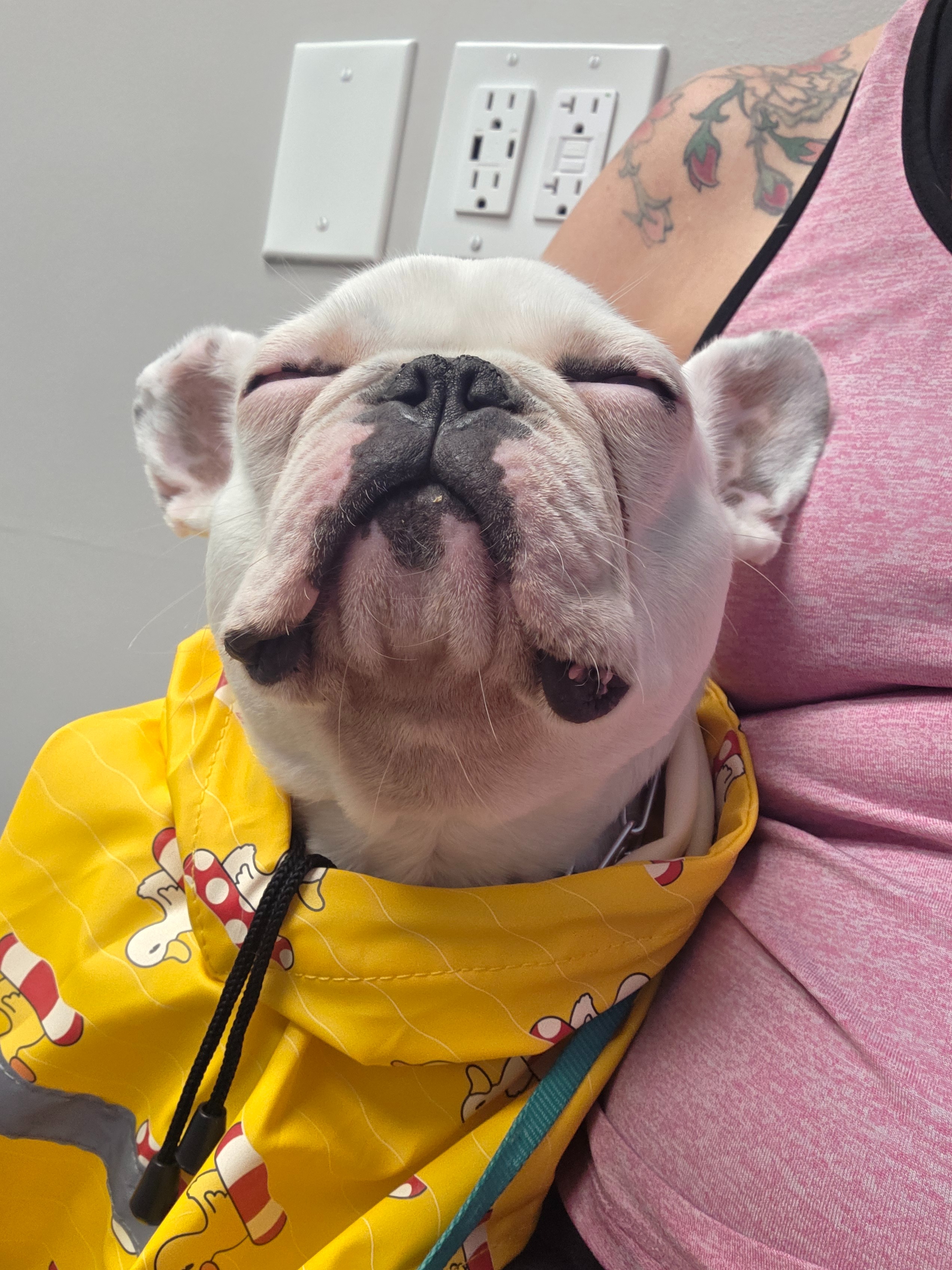 Support Ghost's Emergency Vet Care campaign photo, 4 of 5