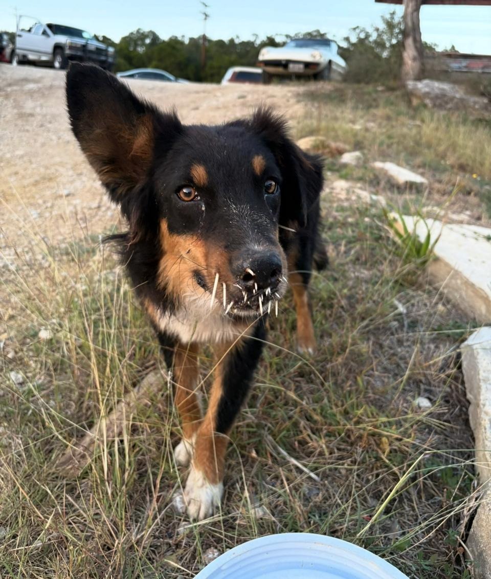 Canyon Lake Porcupine dogs, w broken leg campaign photo, 5 of 6
