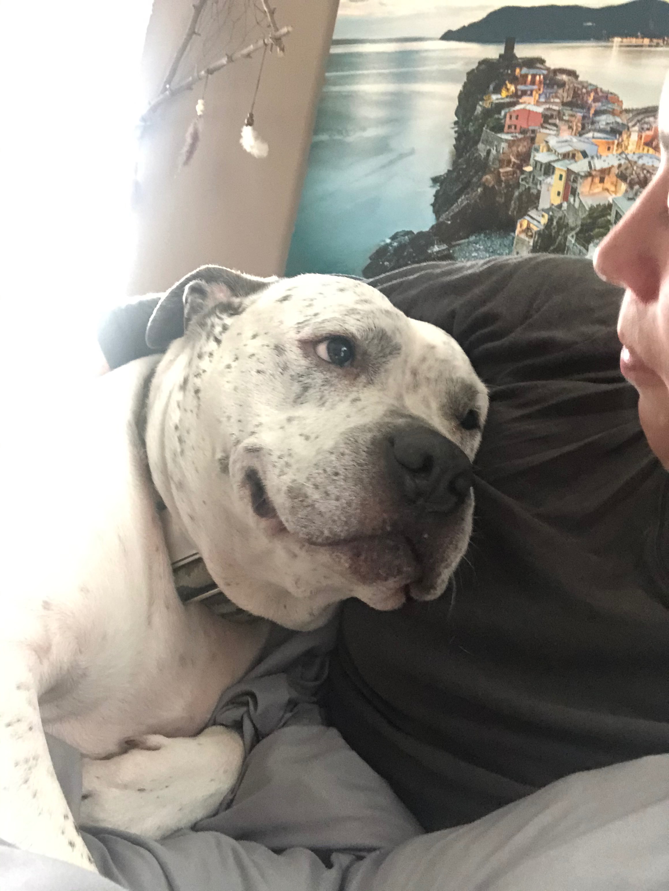 Save Shabba: Our Hero Dog Needs Urgent Surgery campaign photo, 4 of 5