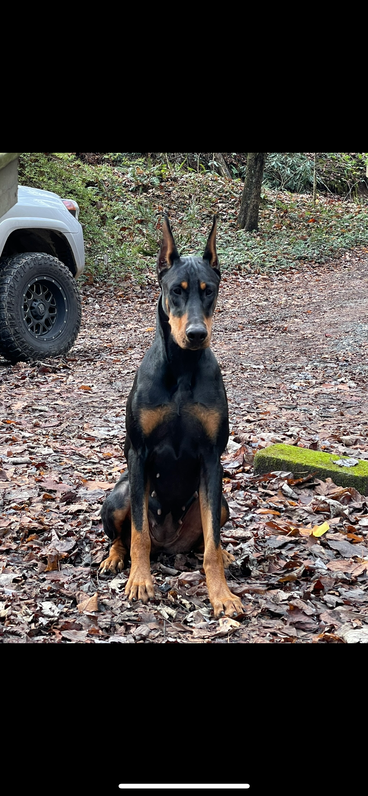 Hope Is Stronger Than Fear — Help Us Bring Roxy Home campaign photo, 5 of 8