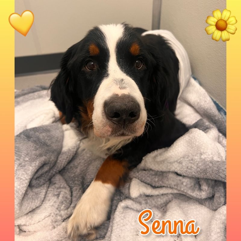 Help bring Senna home to her puppies campaign photo, 5 of 6