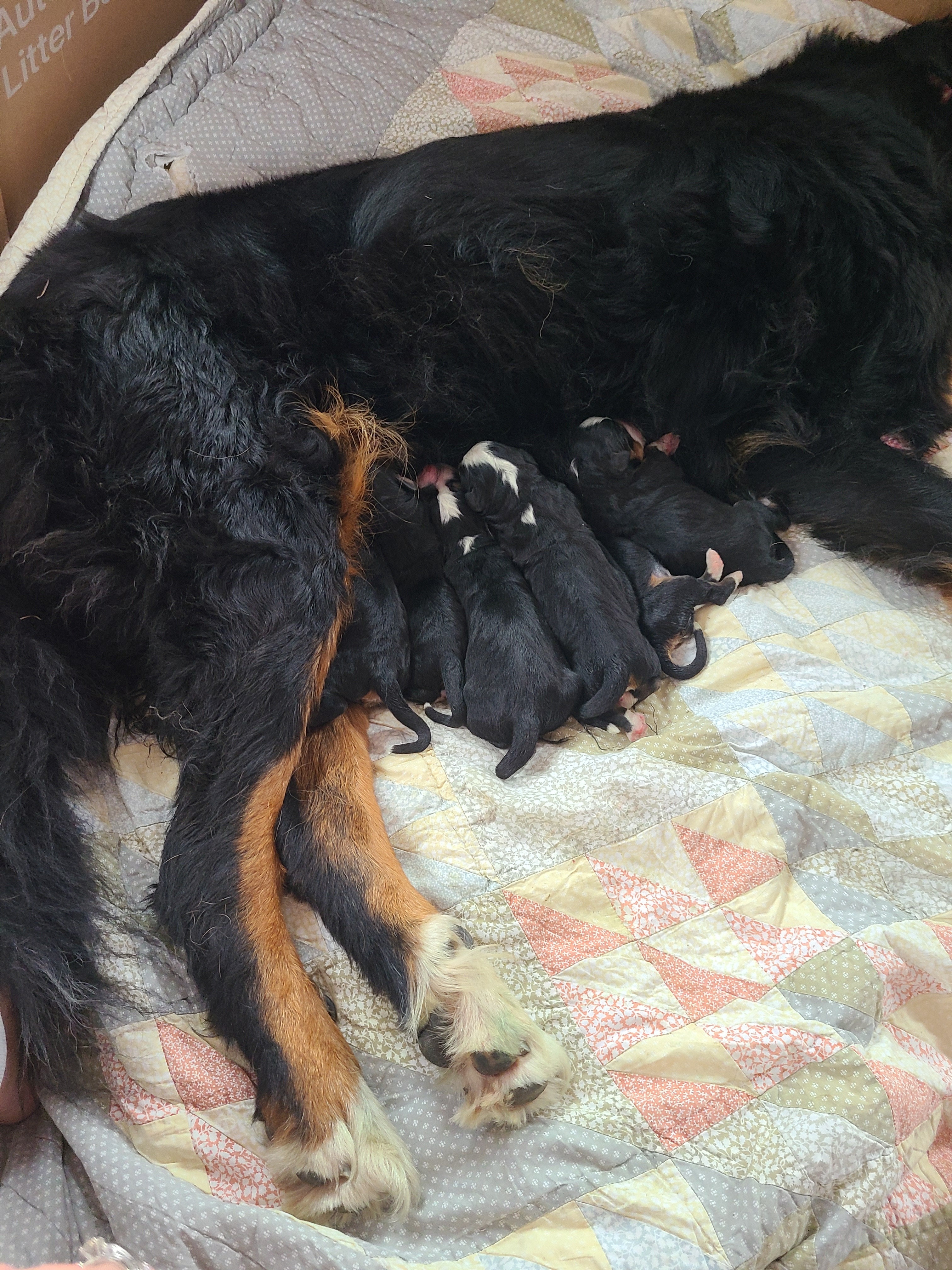 Help bring Senna home to her puppies campaign photo, 4 of 6