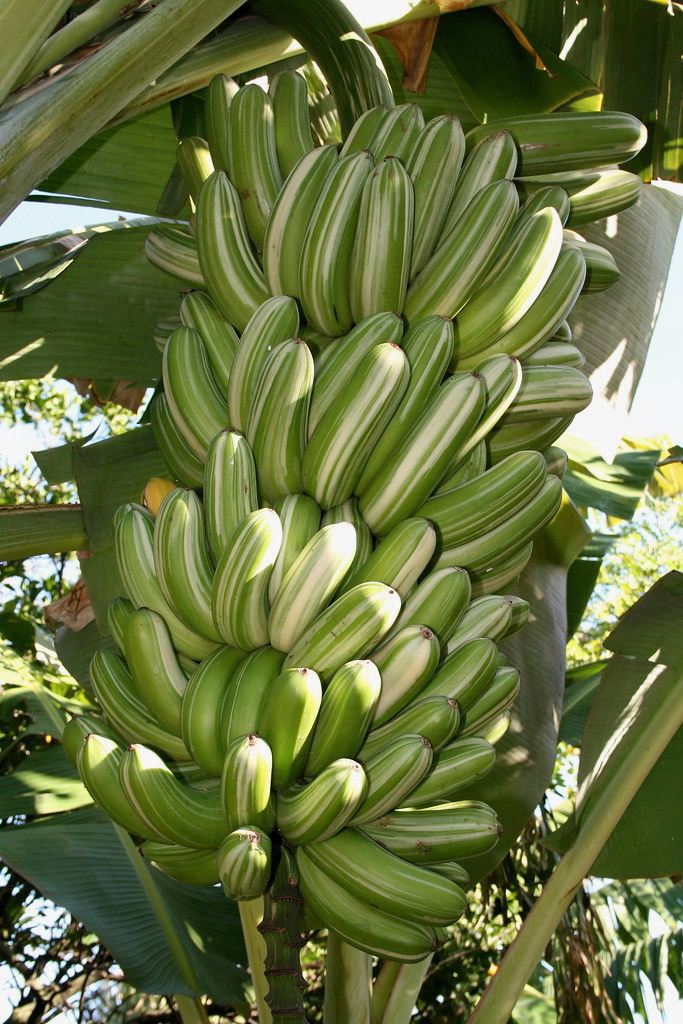Support the Bureau of Bananas Campaign campaign photo, 2 of 4