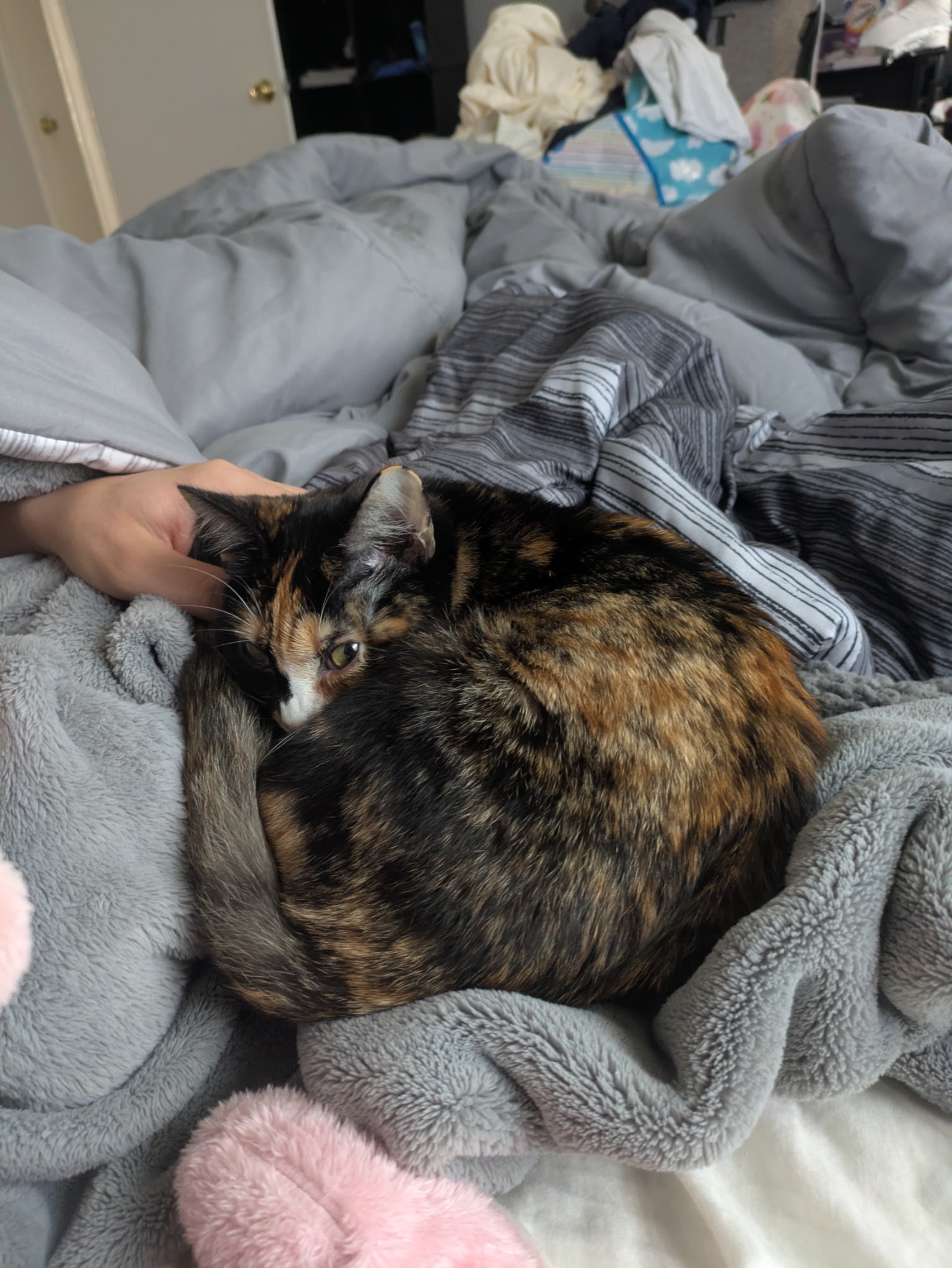 Save Mya: Donate for Her FIP Recovery campaign photo, 7 of 8