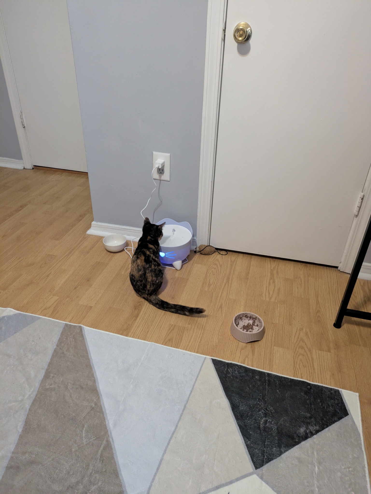 Save Mya: Donate for Her FIP Recovery campaign photo, 2 of 8