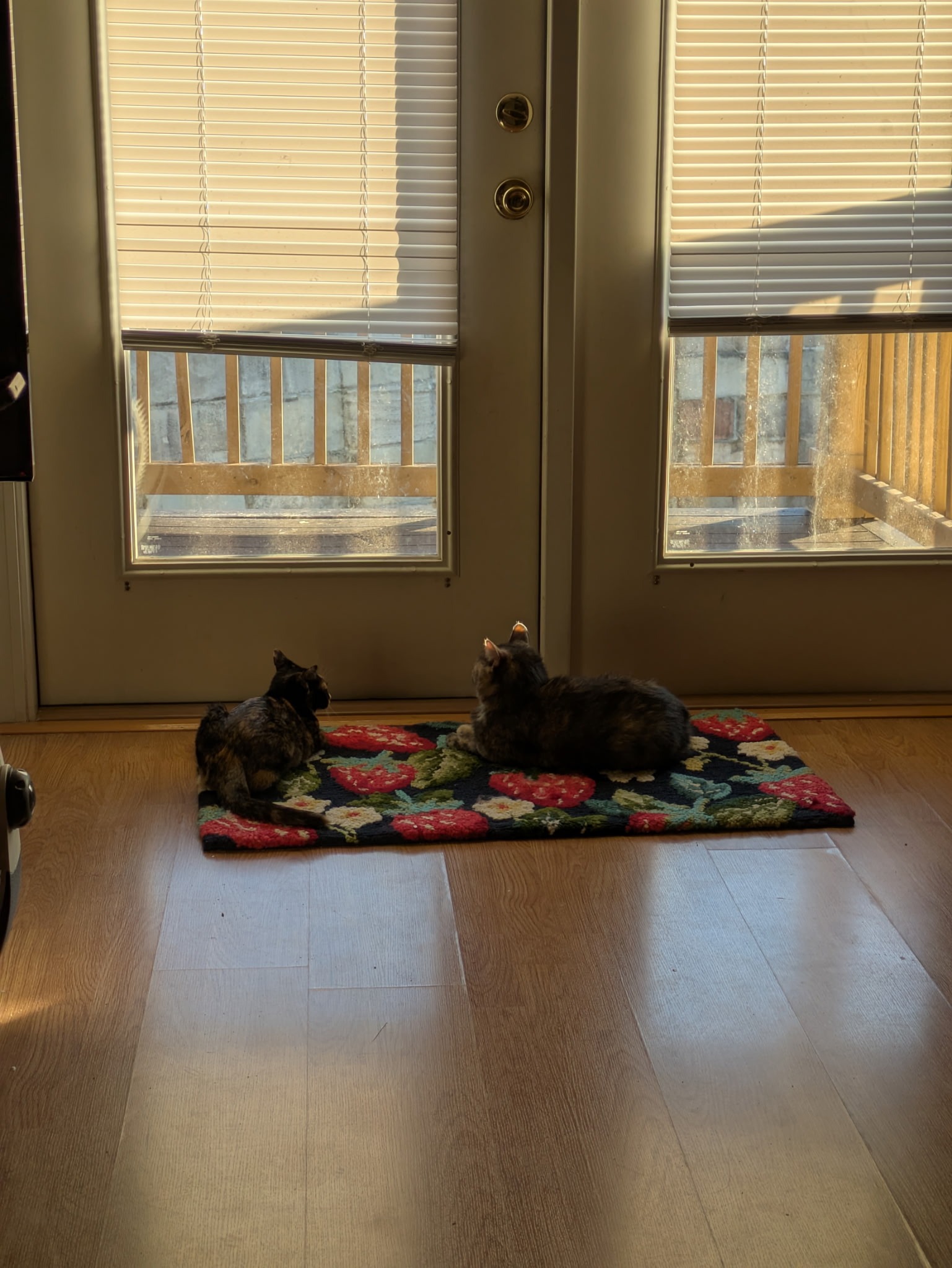 Save Mya: Donate for Her FIP Recovery campaign photo, 4 of 8