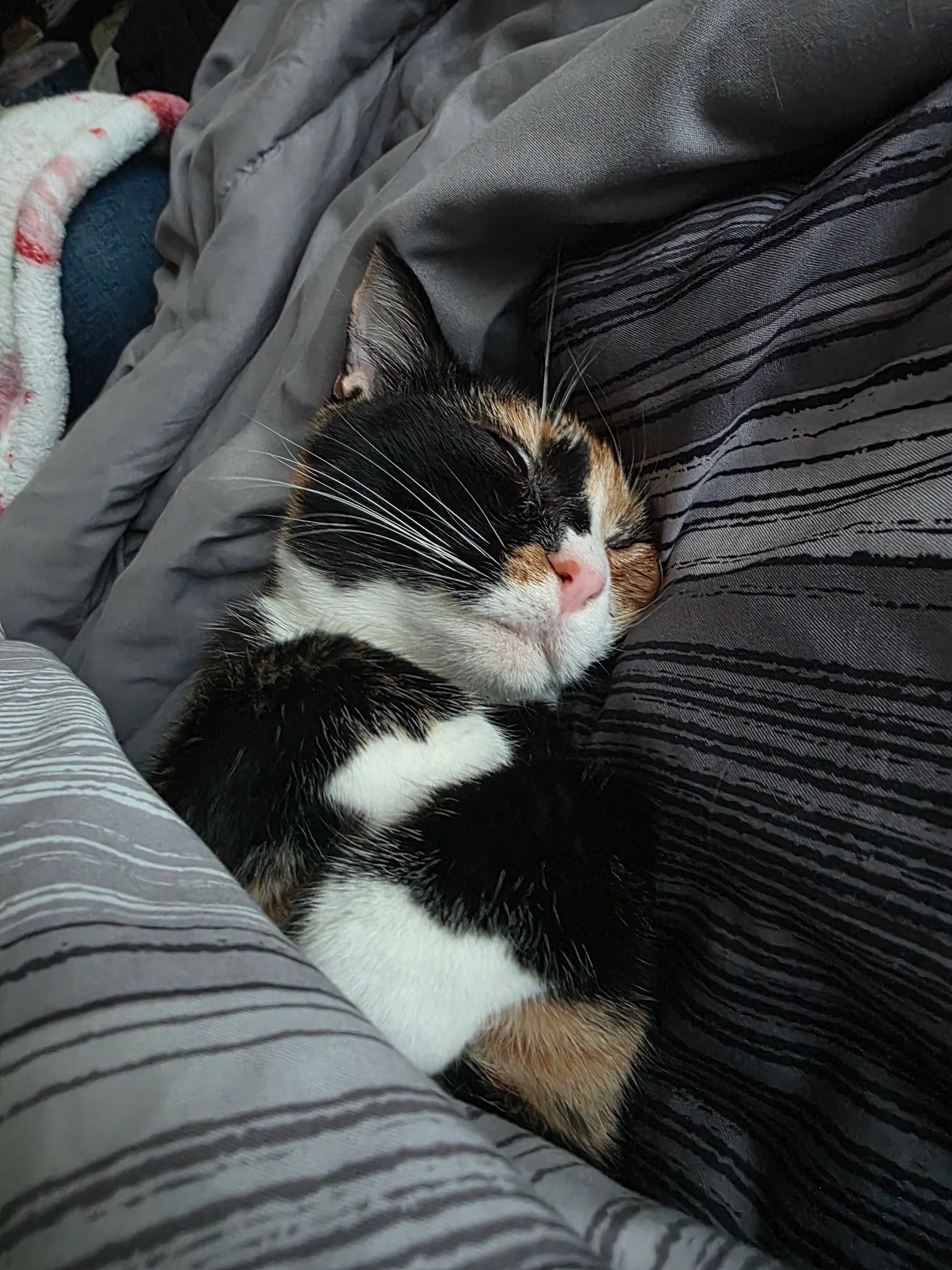 Save Mya: Donate for Her FIP Recovery campaign photo, 5 of 8