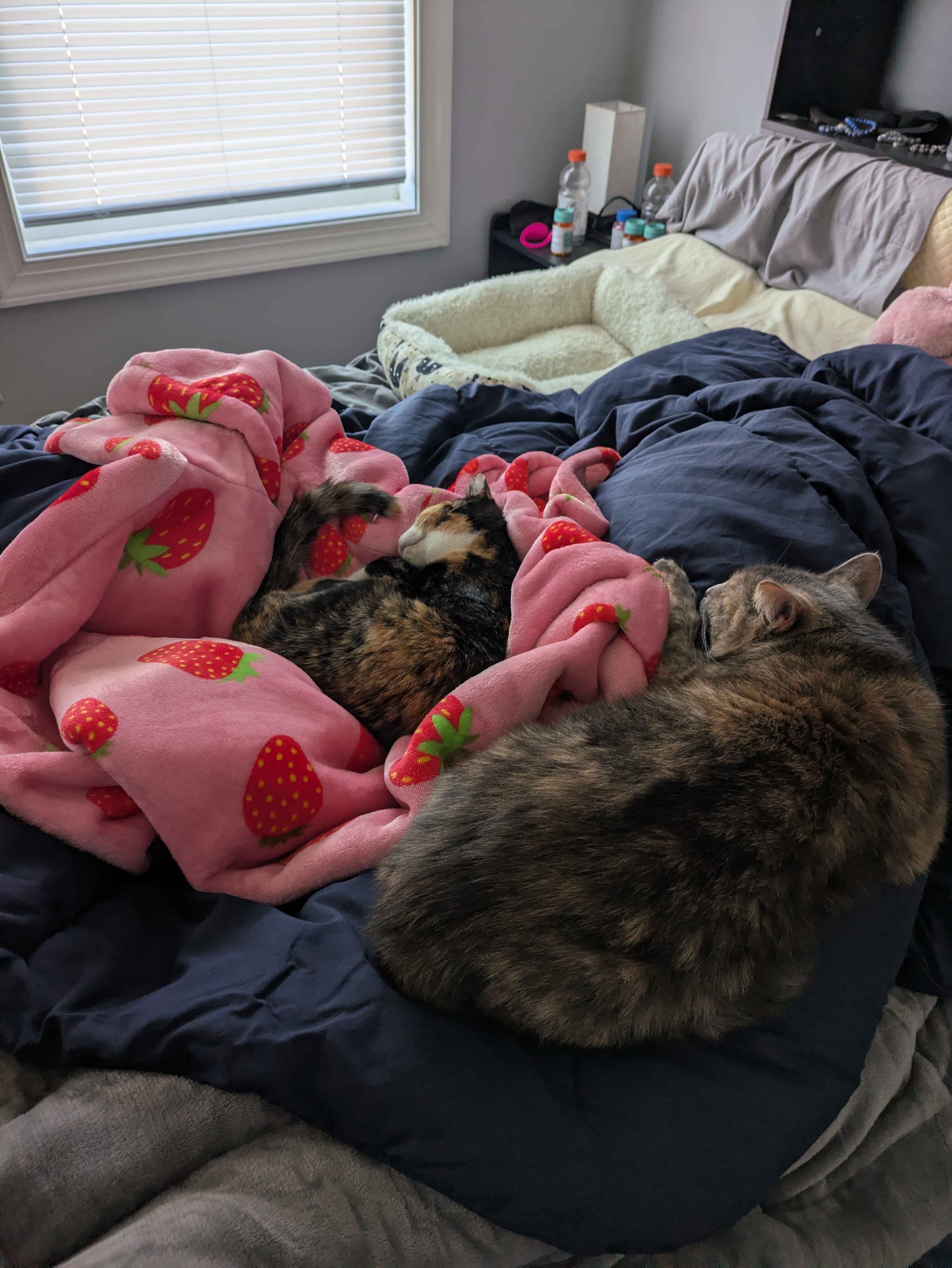 Save Mya: Donate for Her FIP Recovery campaign photo, 6 of 8