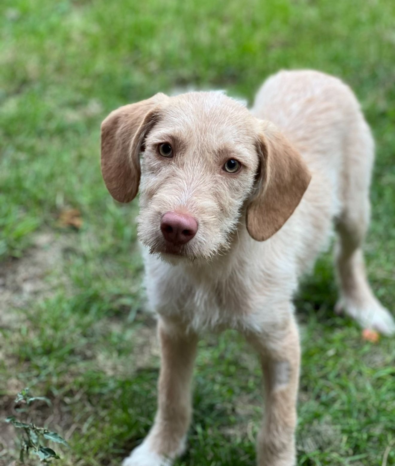 To help blondie get the care she needs campaign photo, 4 of 6