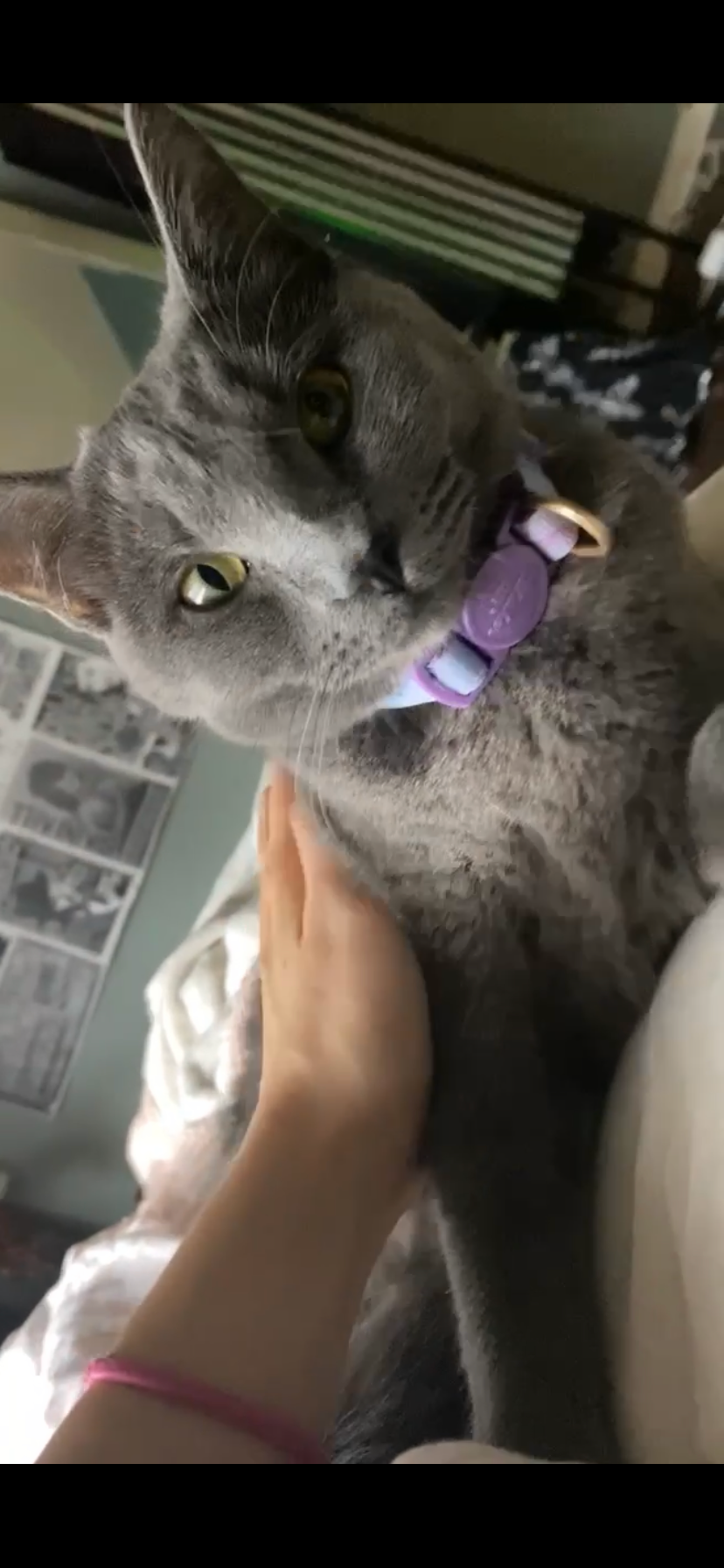 Help Beans get surgery for her ORS campaign photo, 7 of 8