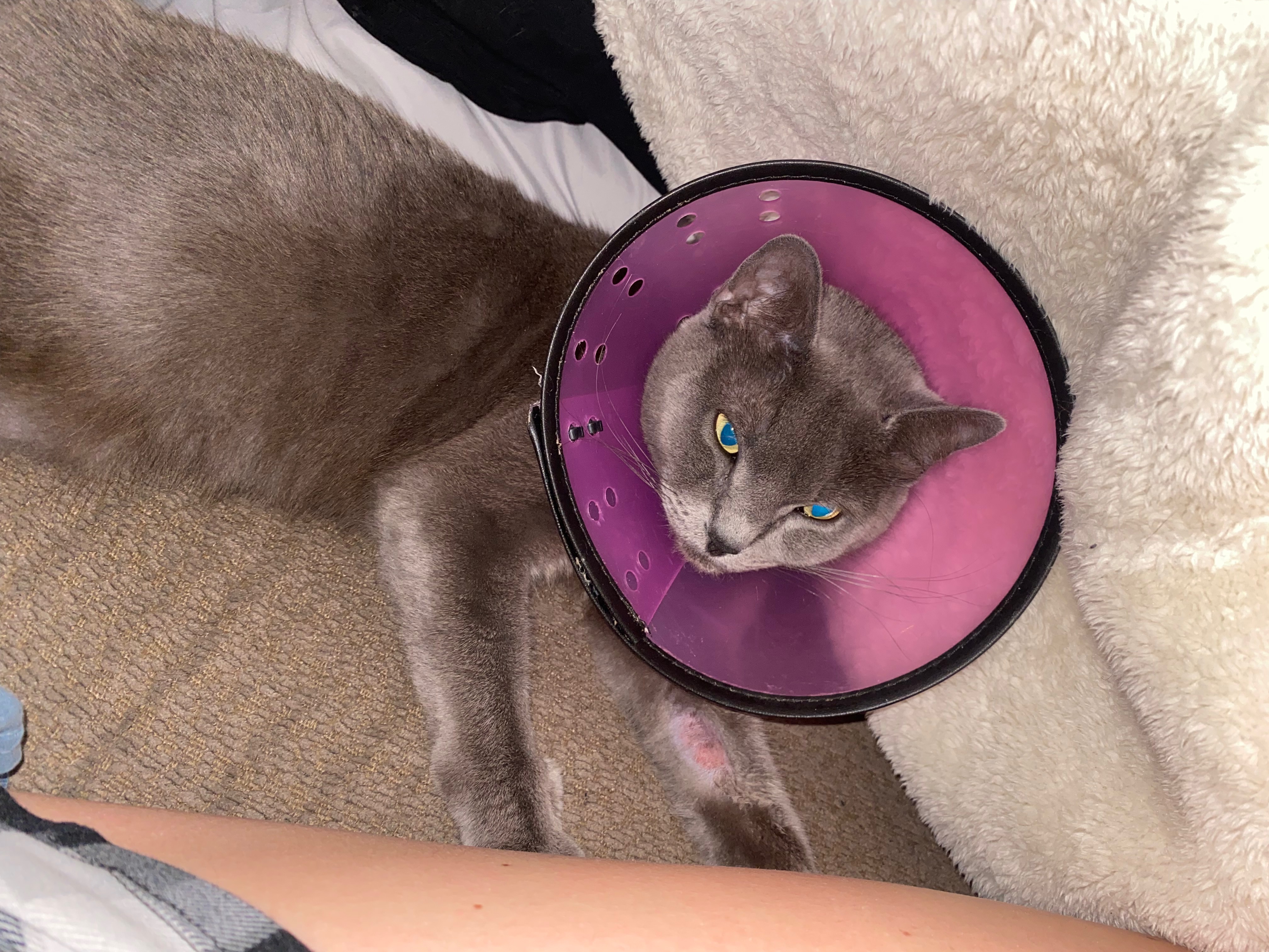 Help Beans get surgery for her ORS campaign photo, 5 of 8