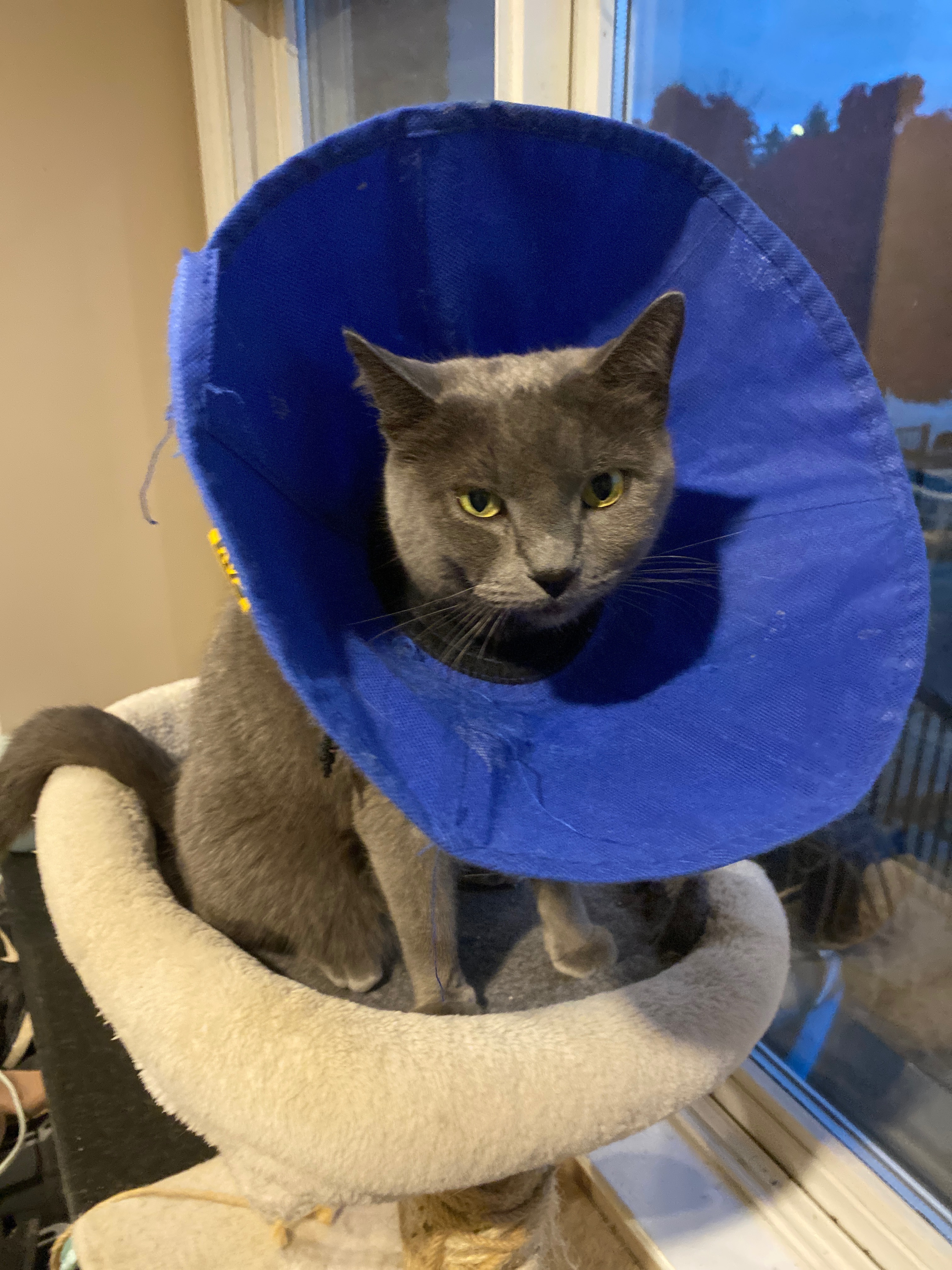 Help Beans get surgery for her ORS campaign photo, 6 of 8