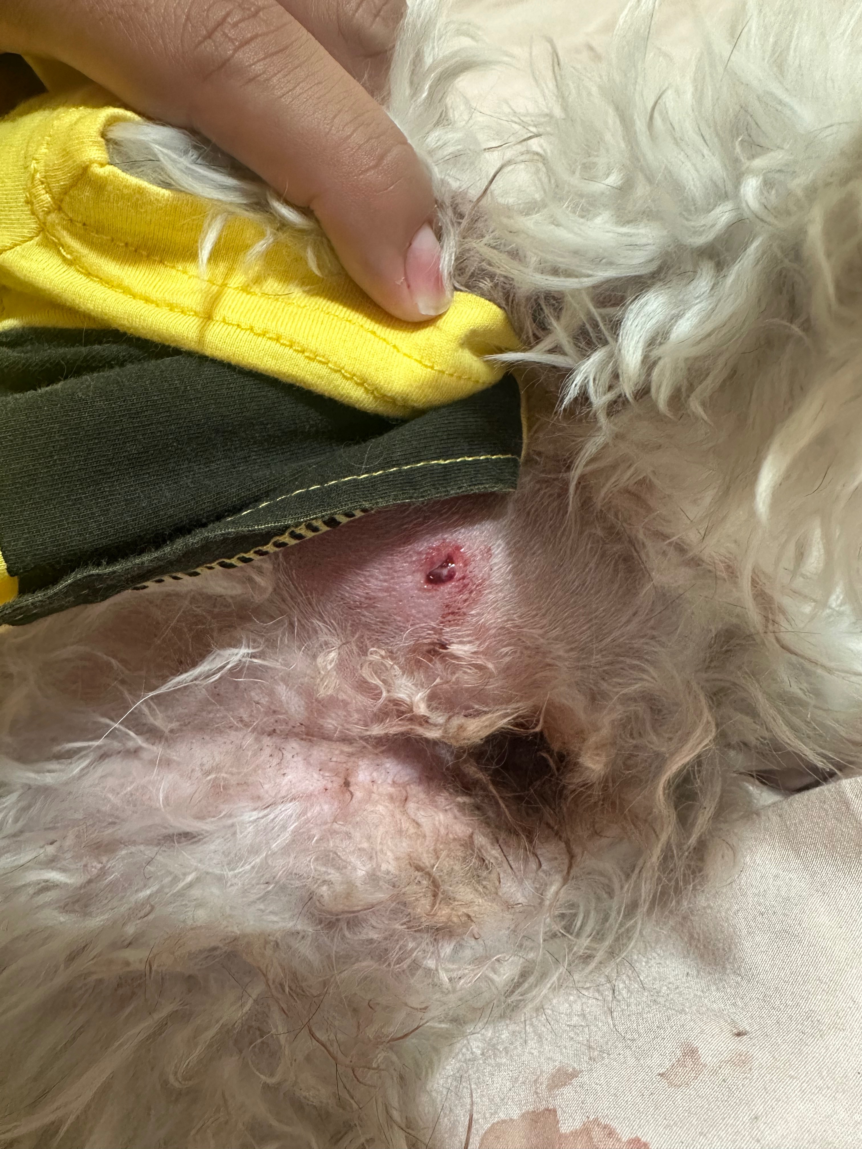 Help Bailey Recover from a Pitbull Attack campaign photo, 2 of 8
