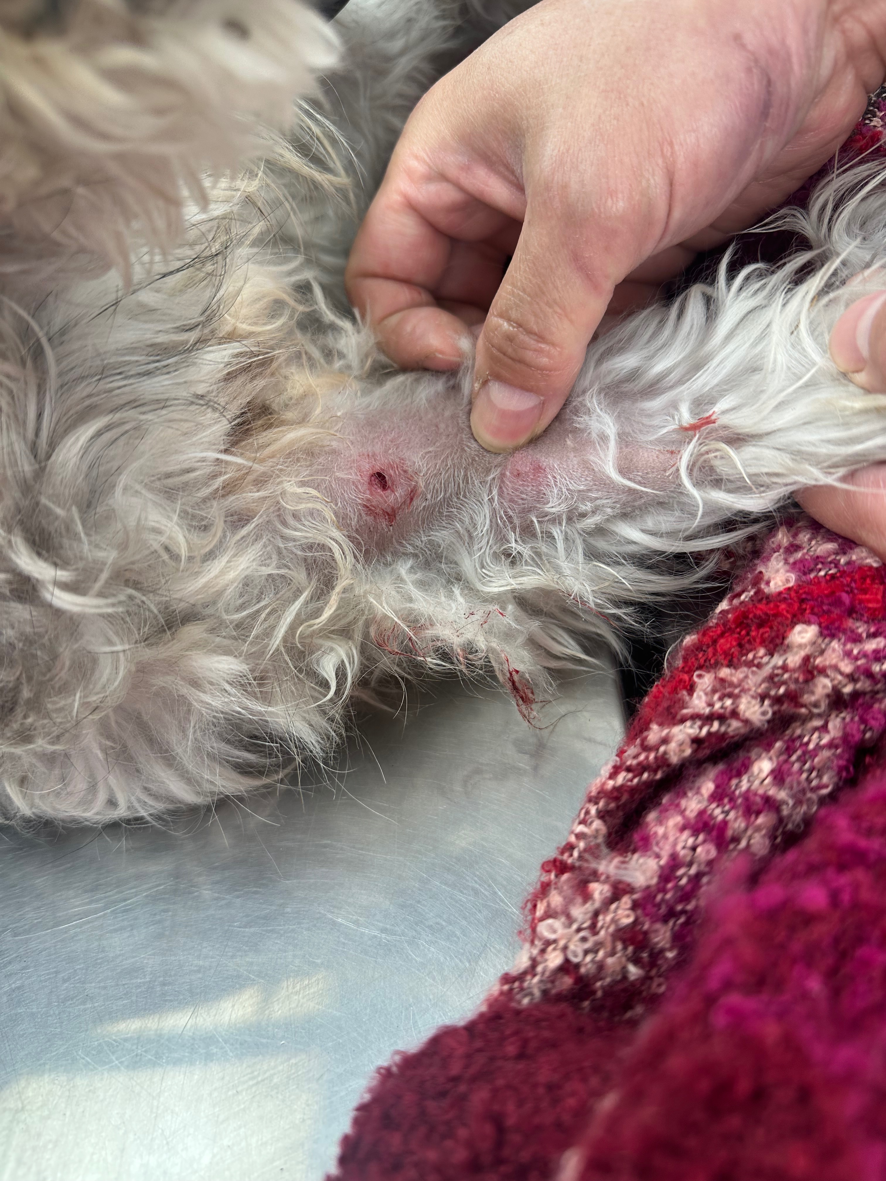 Help Bailey Recover from a Pitbull Attack campaign photo, 4 of 8
