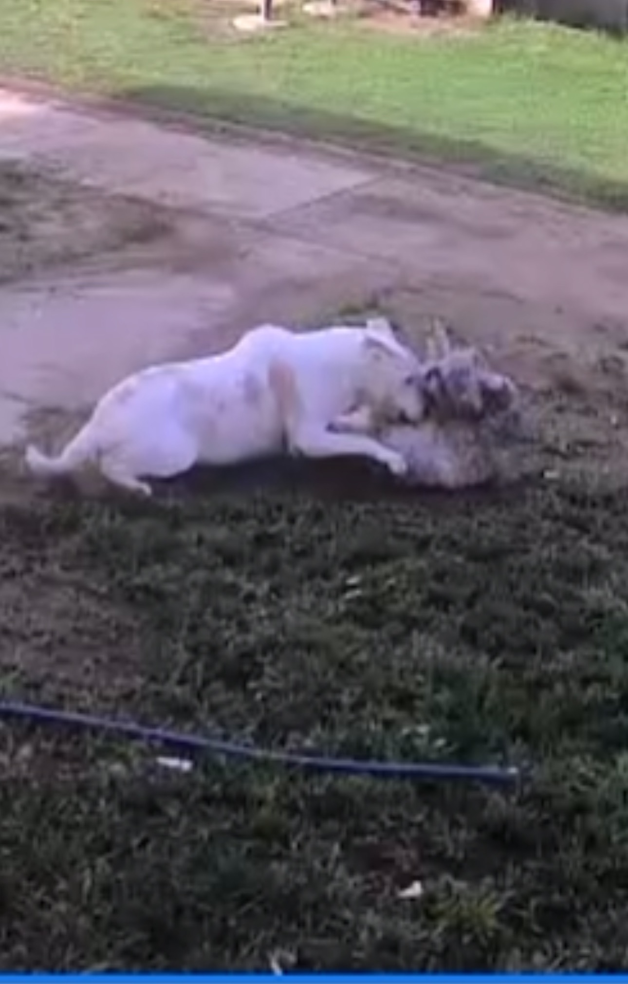Help Bailey Recover from a Pitbull Attack campaign photo, 5 of 8