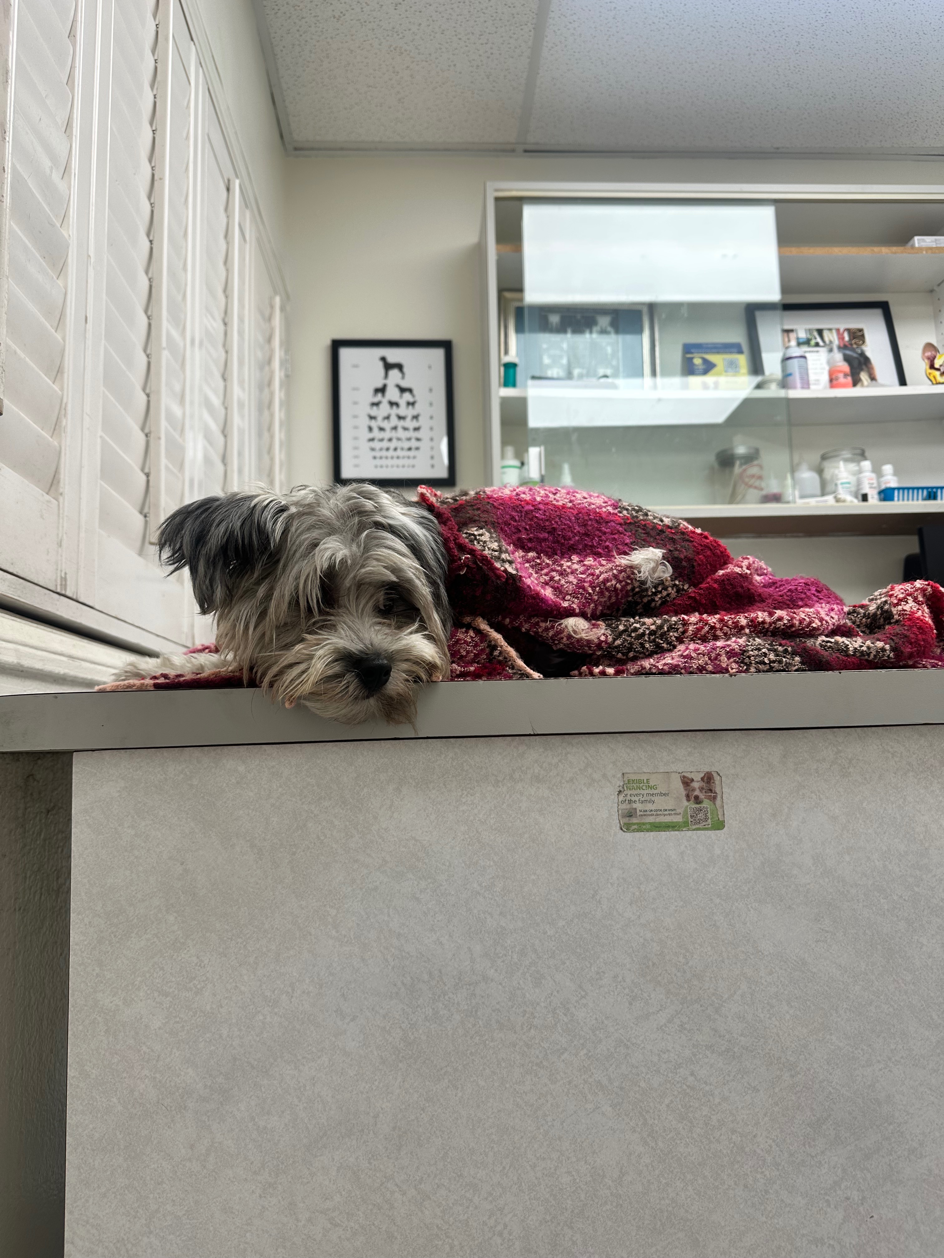 Help Bailey Recover from a Pitbull Attack campaign photo, 6 of 8