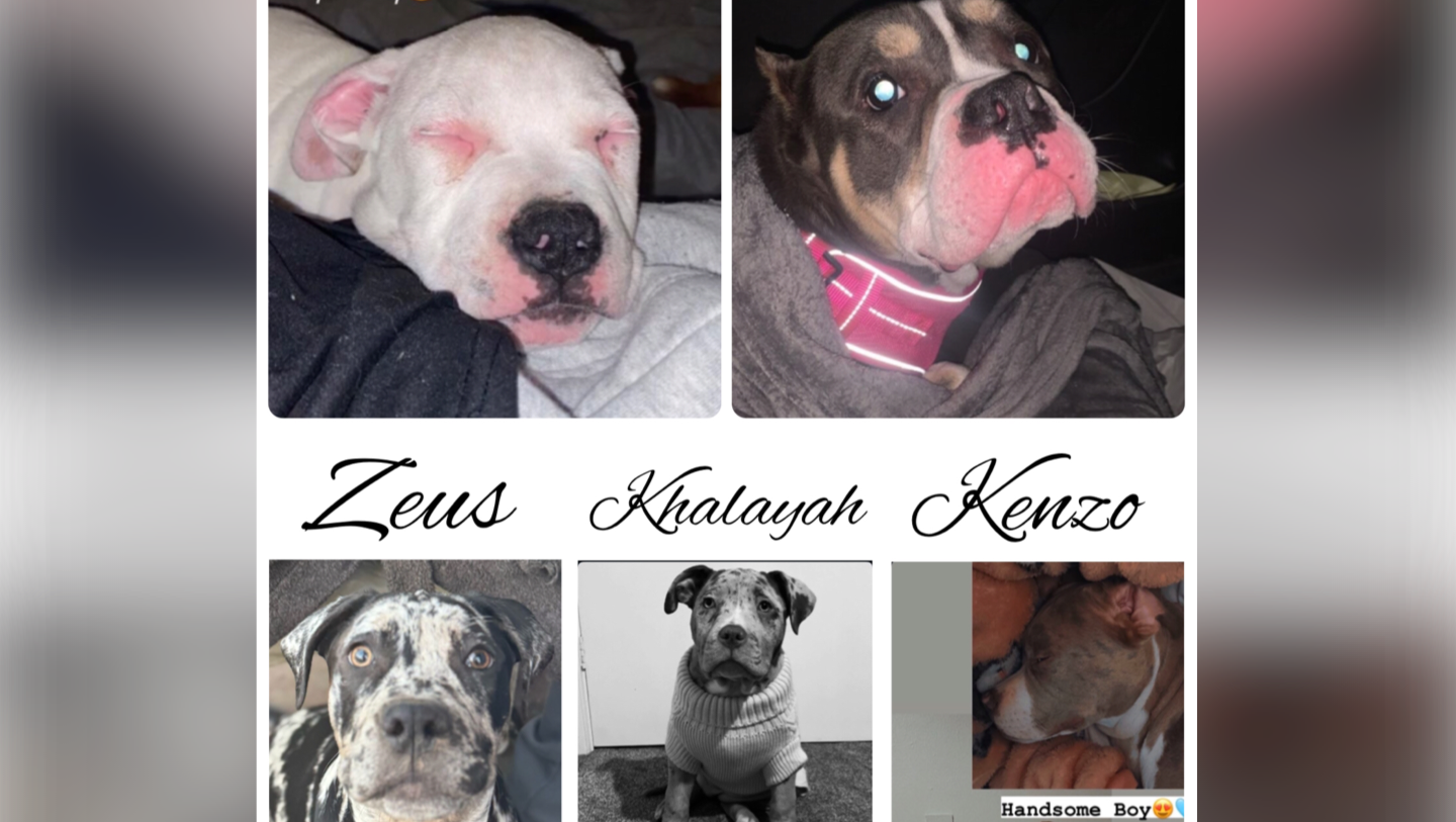 Help get my dogs home