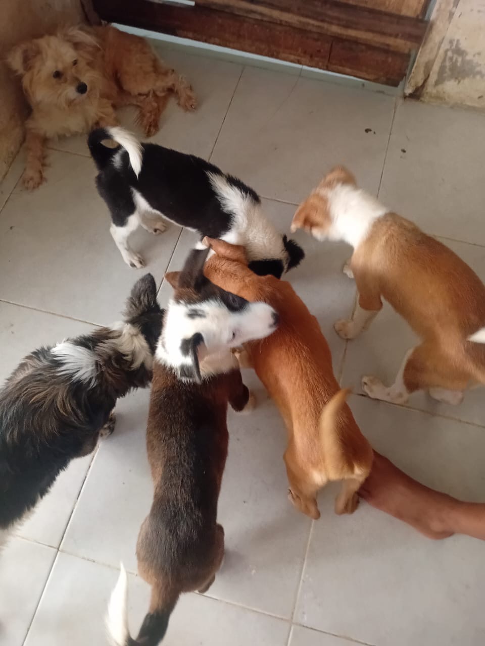 A Home for Every Paw: Adopt or Support Bali’s Rescue Dogs campaign photo, 7 of 8