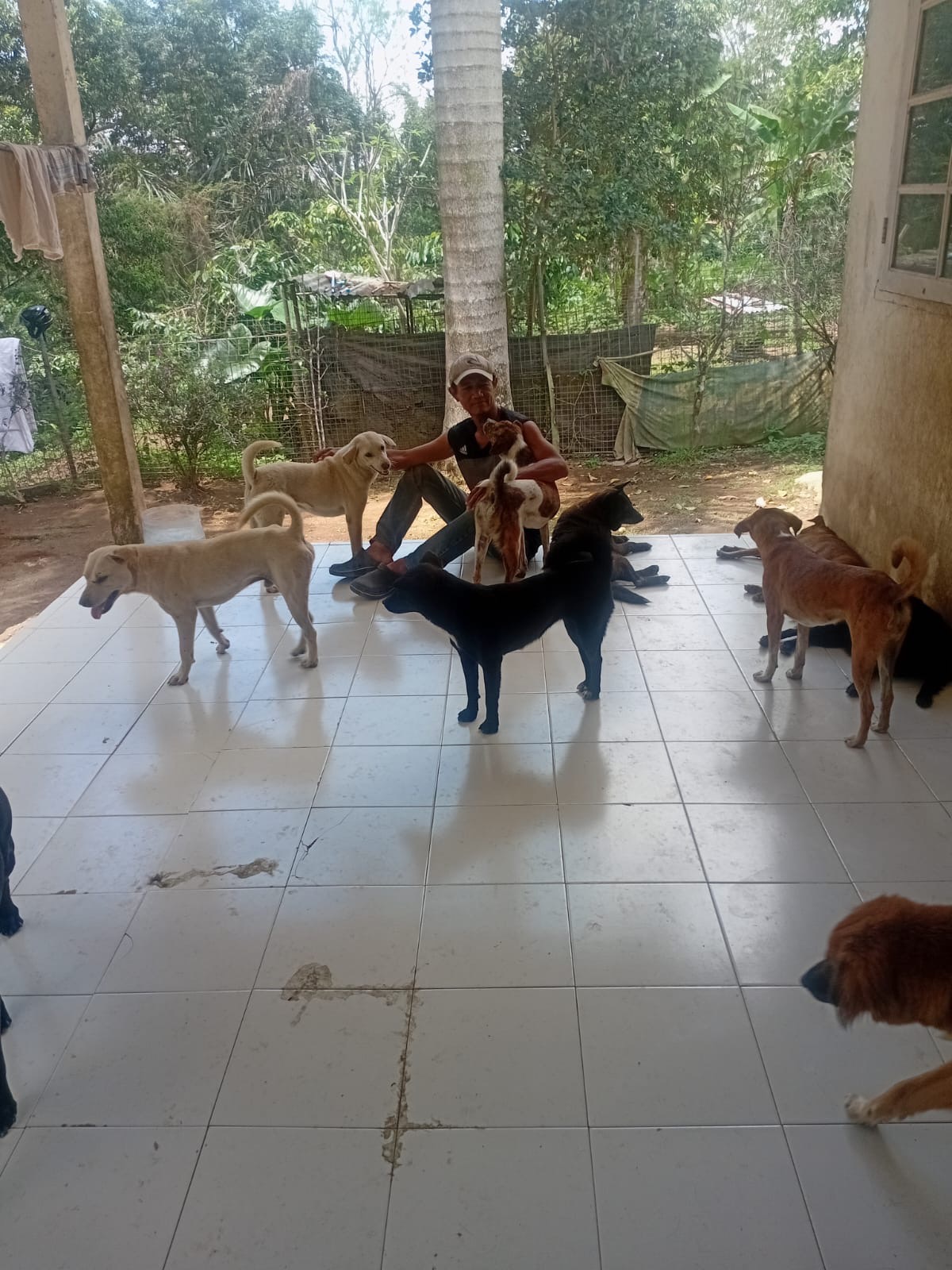 A Home for Every Paw: Adopt or Support Bali’s Rescue Dogs campaign photo, 2 of 8
