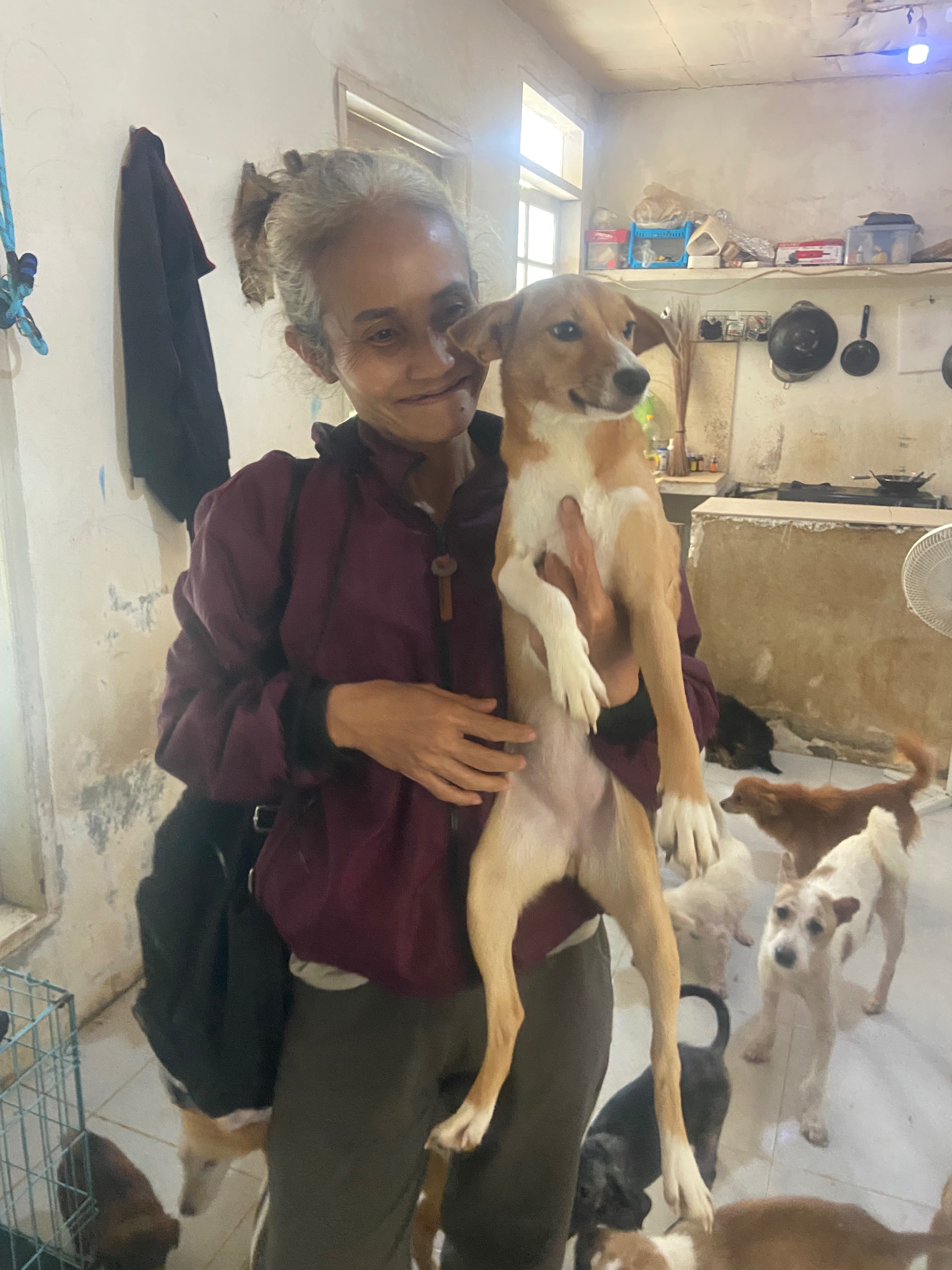 A Home for Every Paw: Adopt or Support Bali’s Rescue Dogs campaign photo, 4 of 8