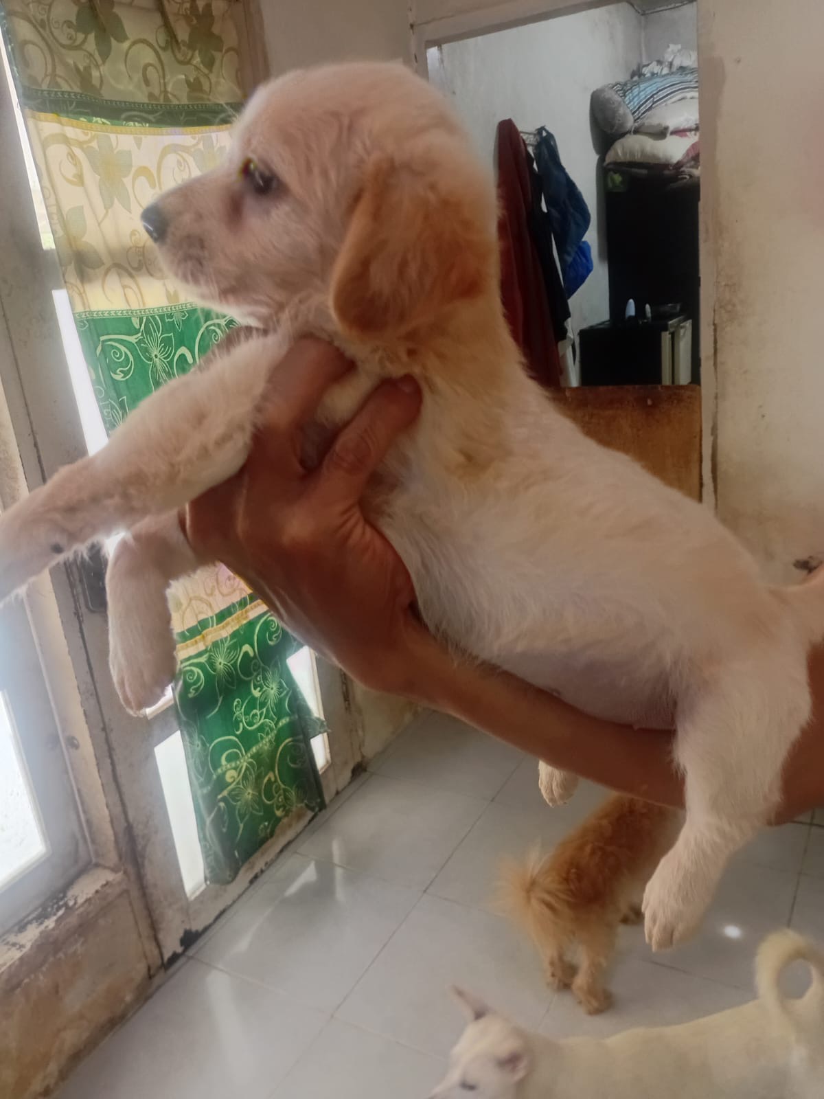 A Home for Every Paw: Adopt or Support Bali’s Rescue Dogs campaign photo, 5 of 8