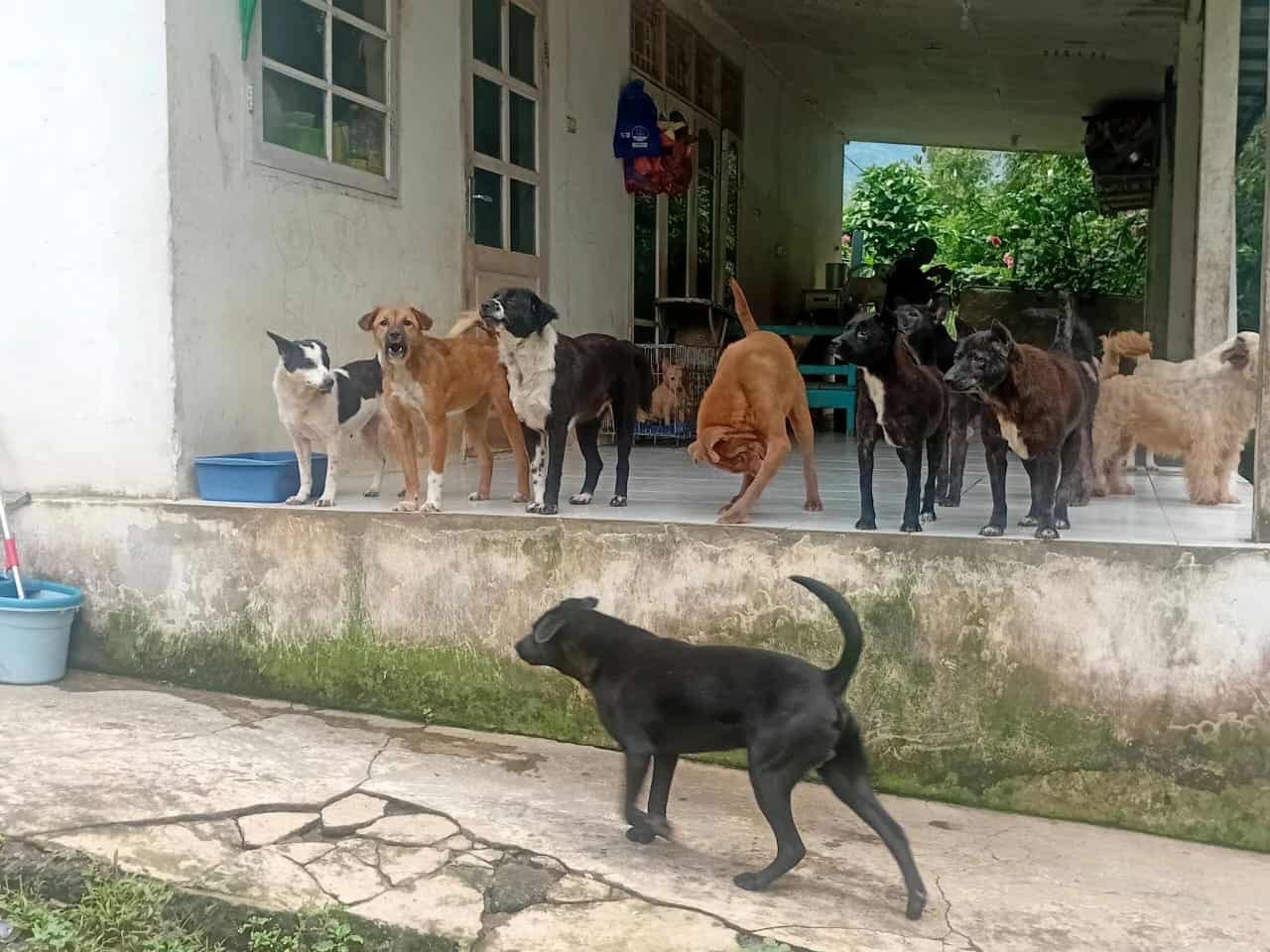A Home for Every Paw: Adopt or Support Bali’s Rescue Dogs campaign photo, 6 of 8