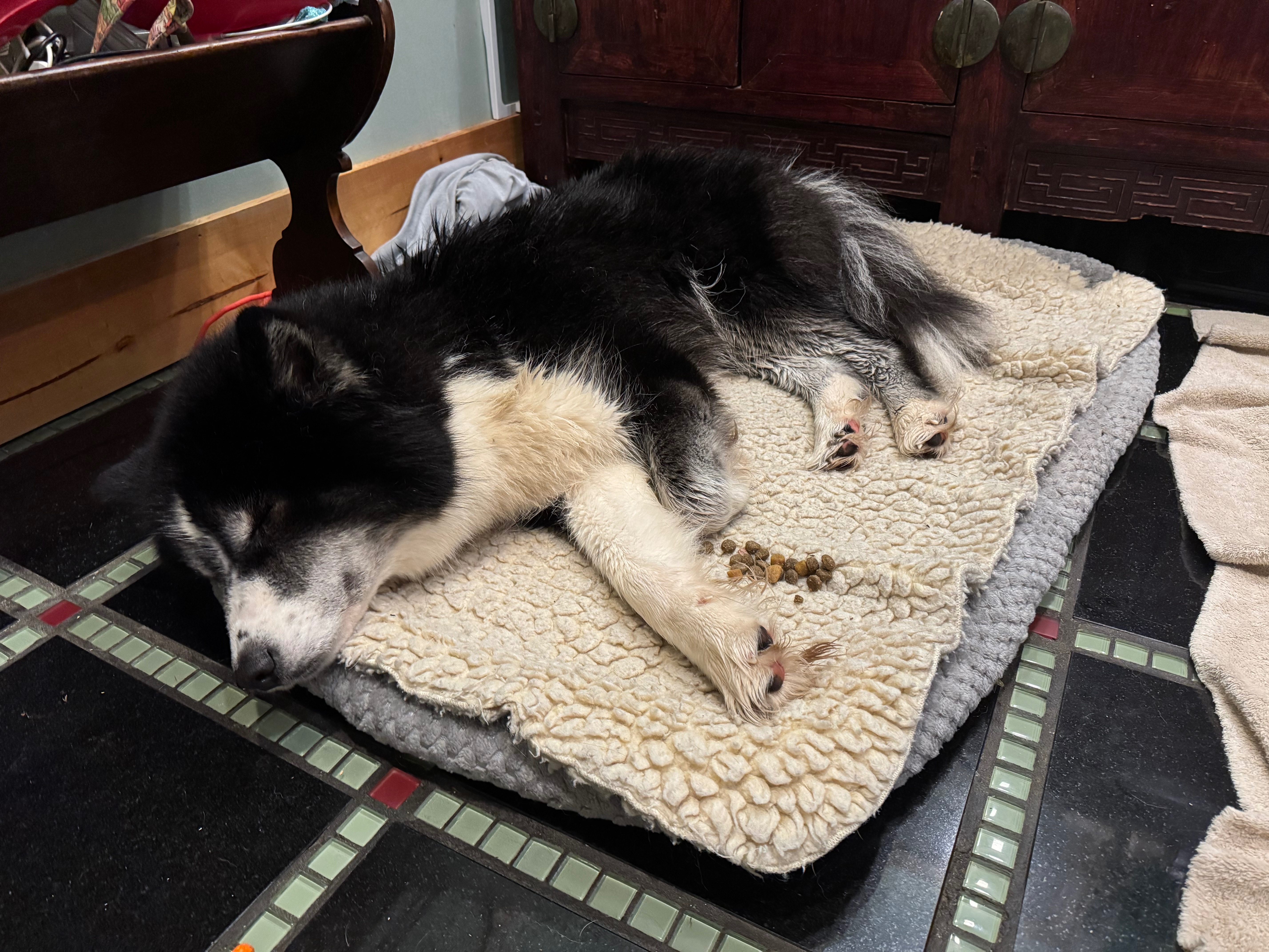 Support a Stray Husky's Road to Recovery campaign photo, 2 of 4