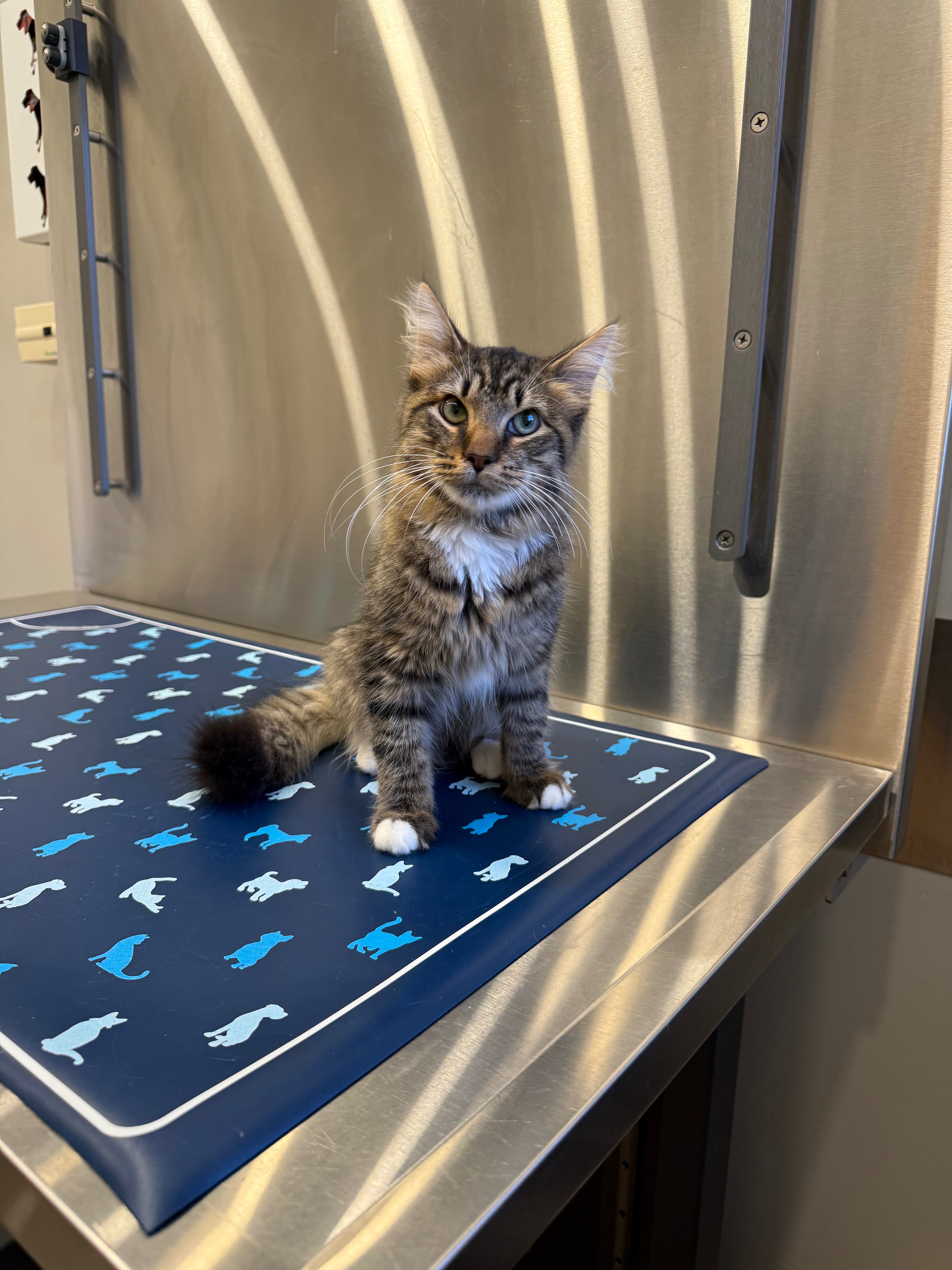 Support Cinnamon’s Complex Life-Saving Surgery campaign photo, 5 of 6