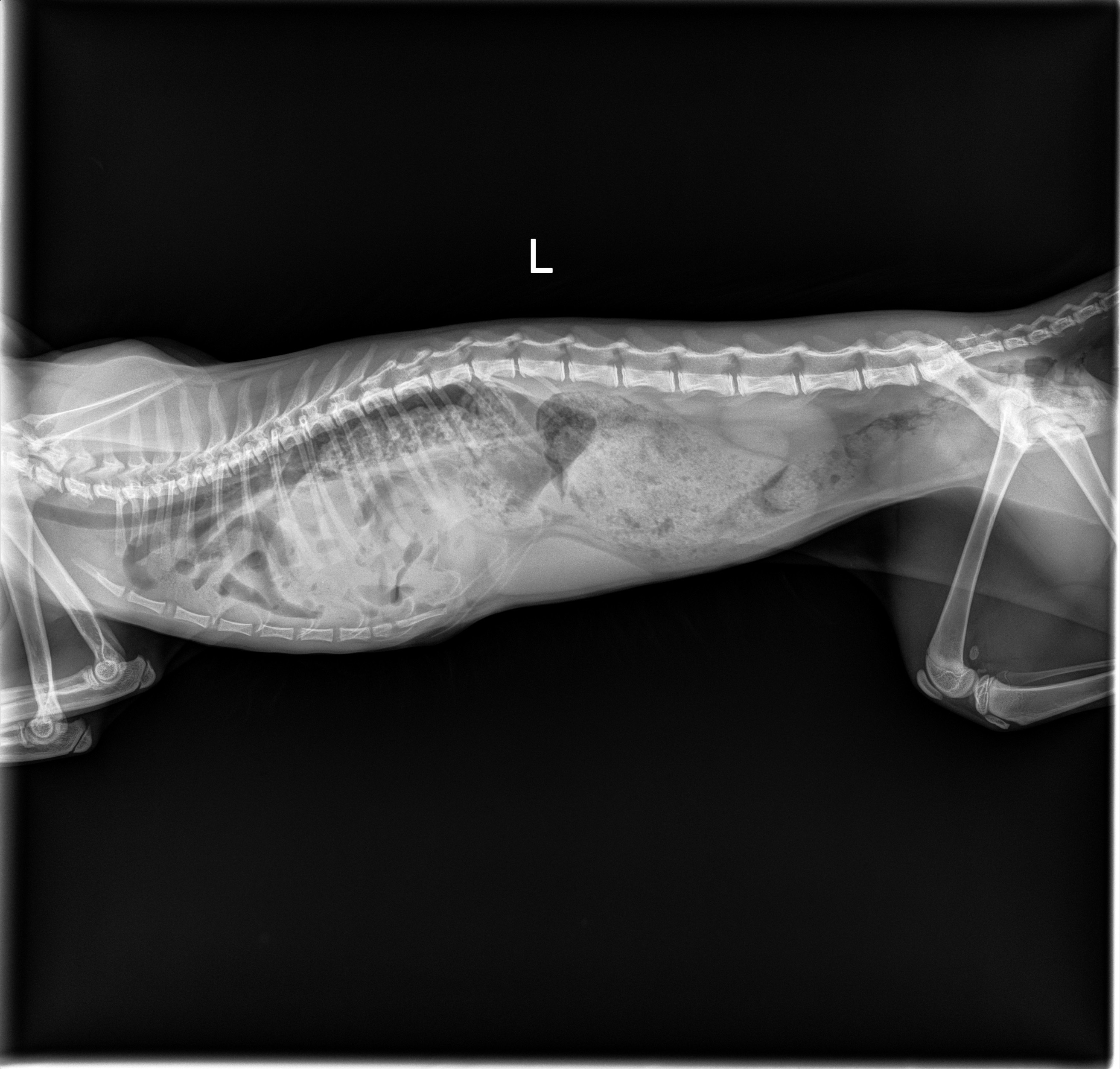 Support Cinnamon’s Complex Life-Saving Surgery campaign photo, 2 of 6