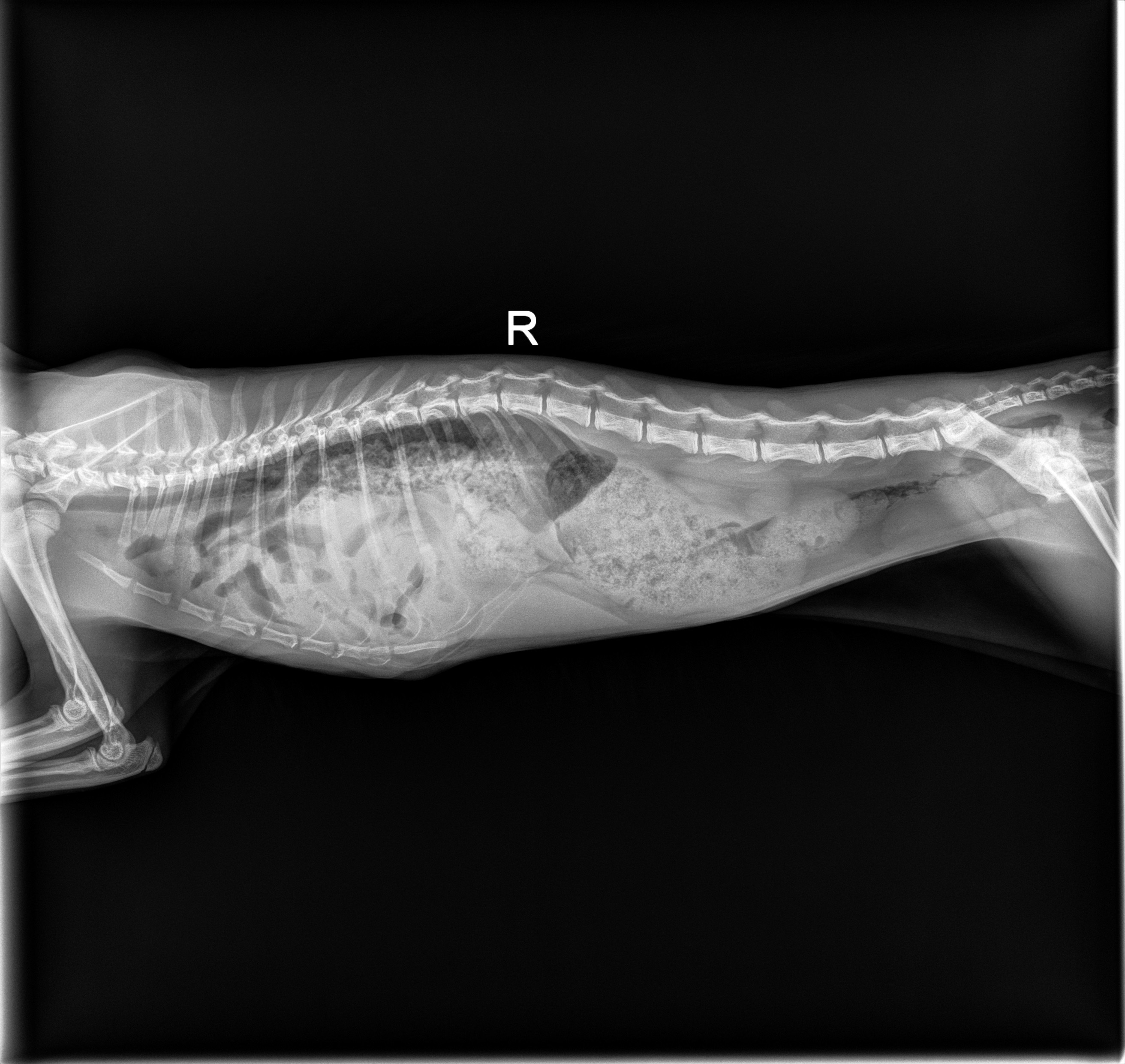 Support Cinnamon’s Complex Life-Saving Surgery campaign photo, 4 of 6