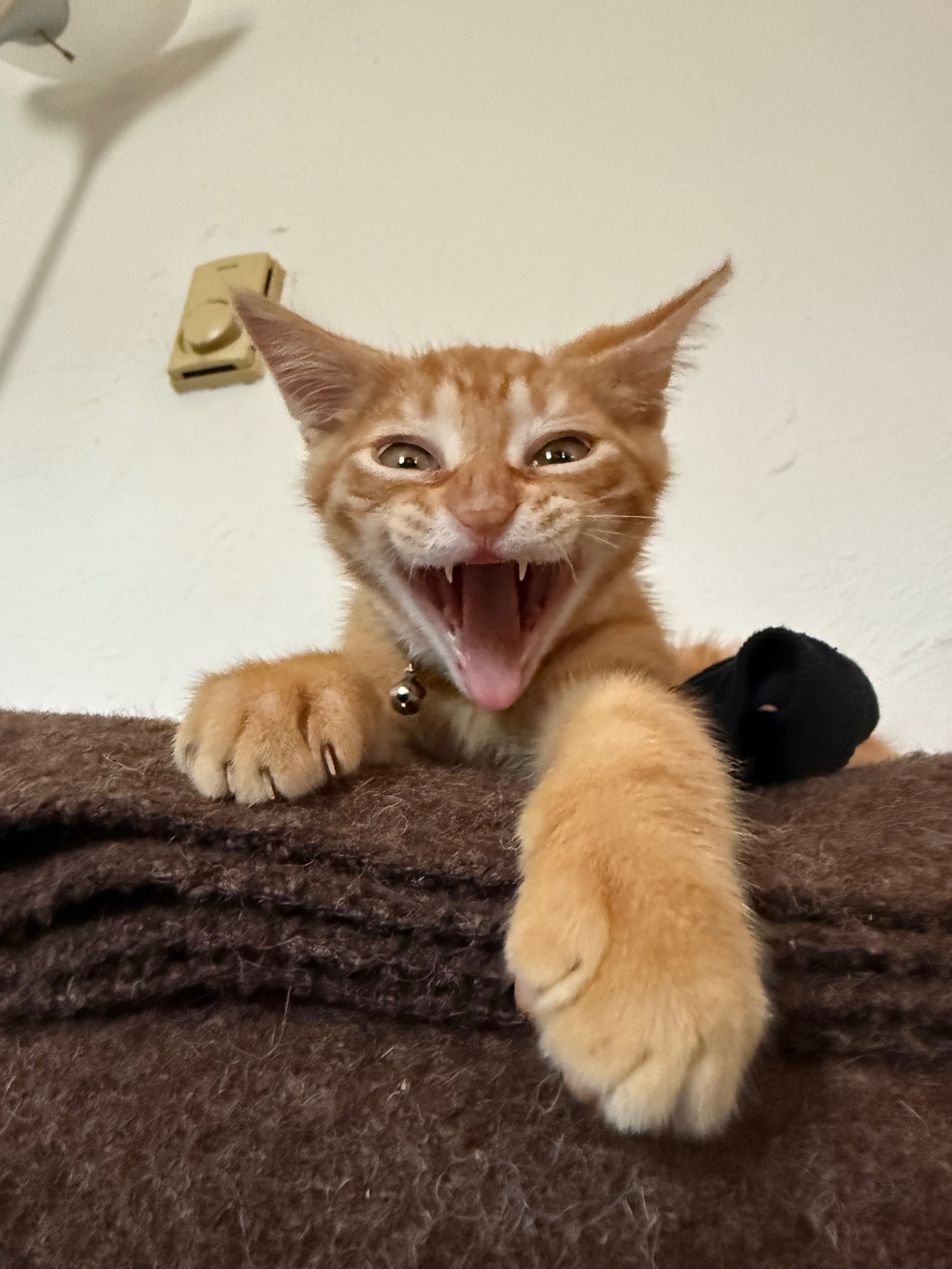Save Milo: Fund His Lifesaving Medication campaign photo, 7 of 8