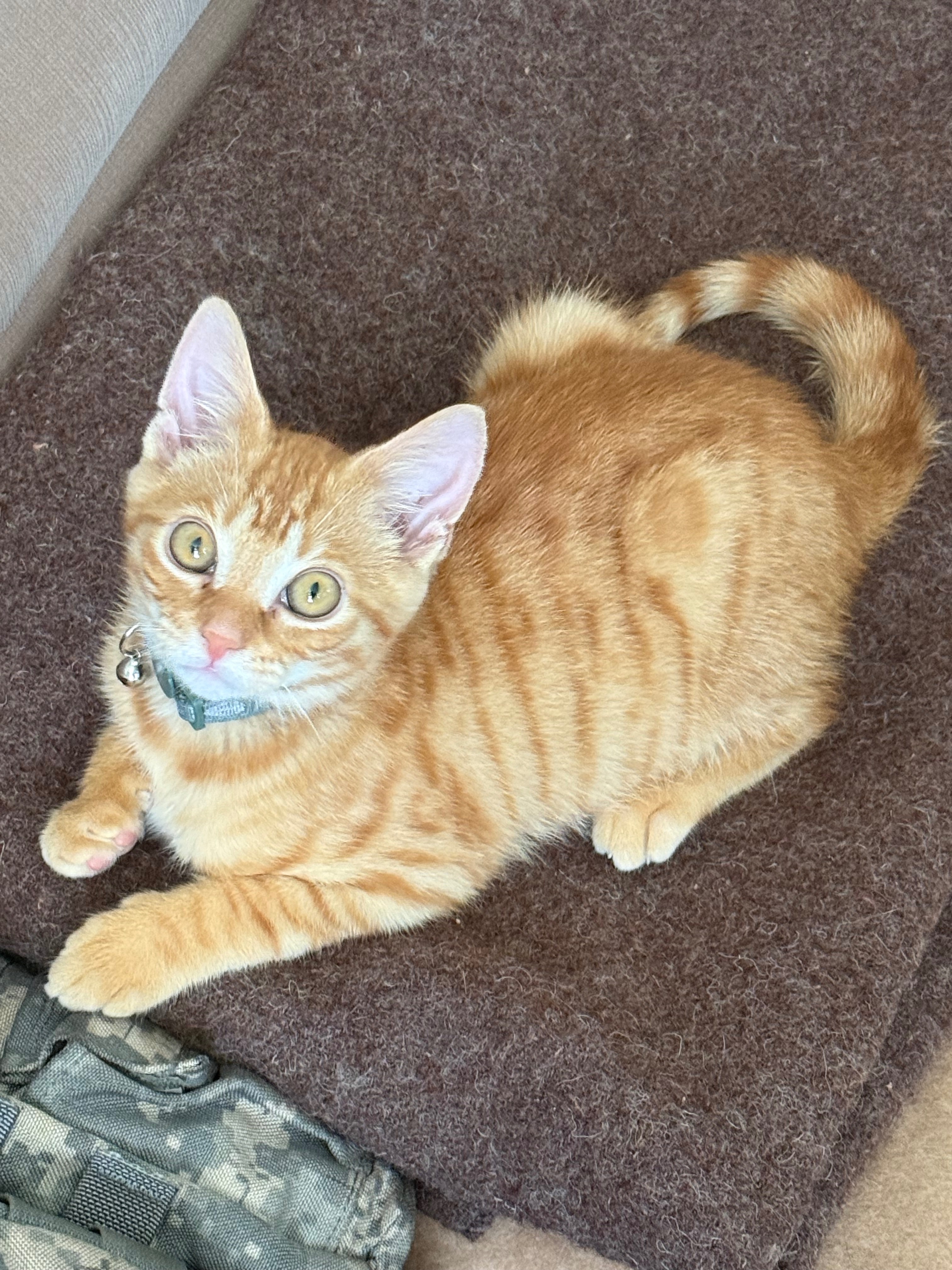 Save Milo: Fund His Lifesaving Medication campaign photo, 4 of 8