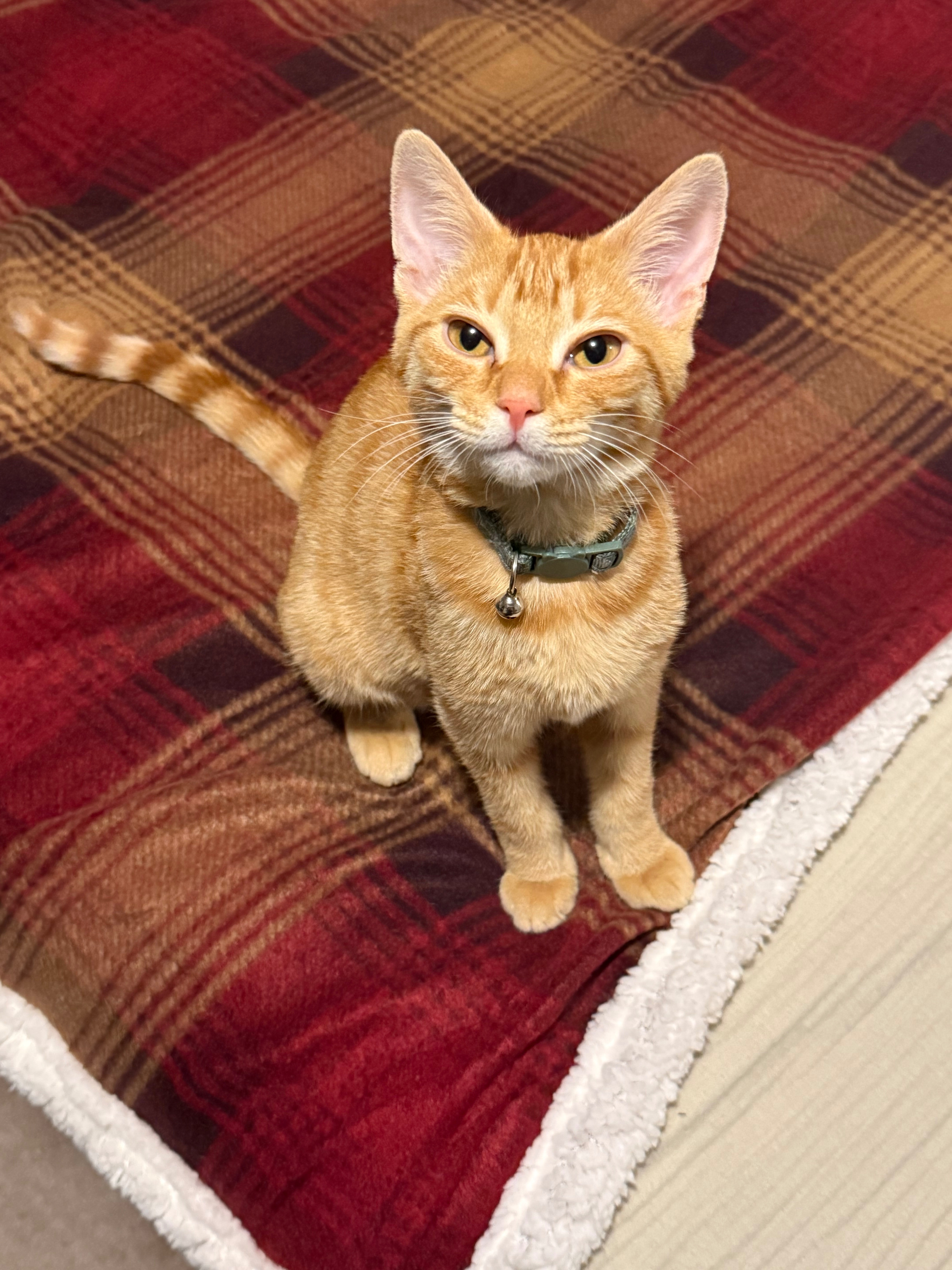 Save Milo: Fund His Lifesaving Medication campaign photo, 5 of 8