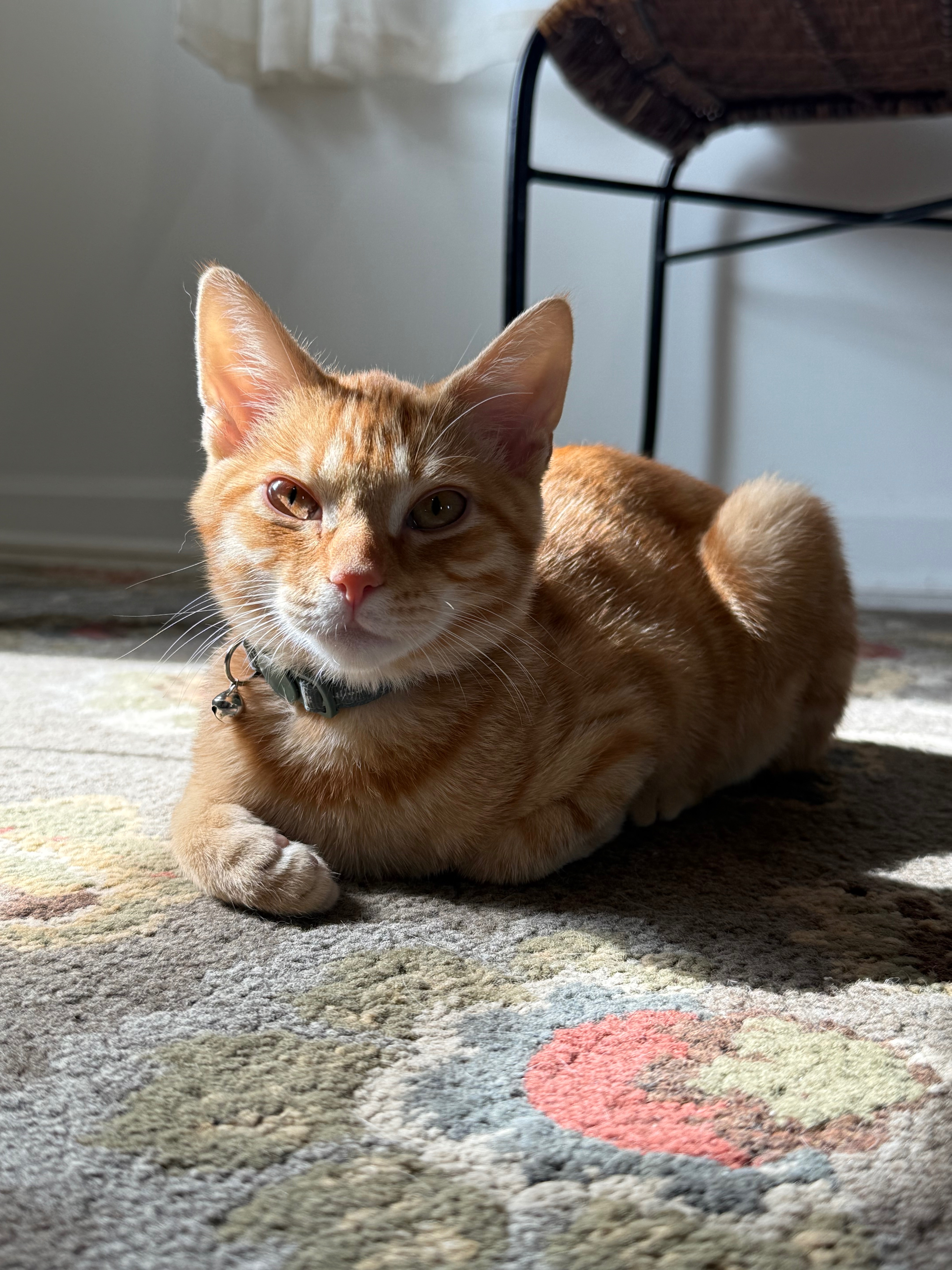 Save Milo: Fund His Lifesaving Medication campaign photo, 6 of 8