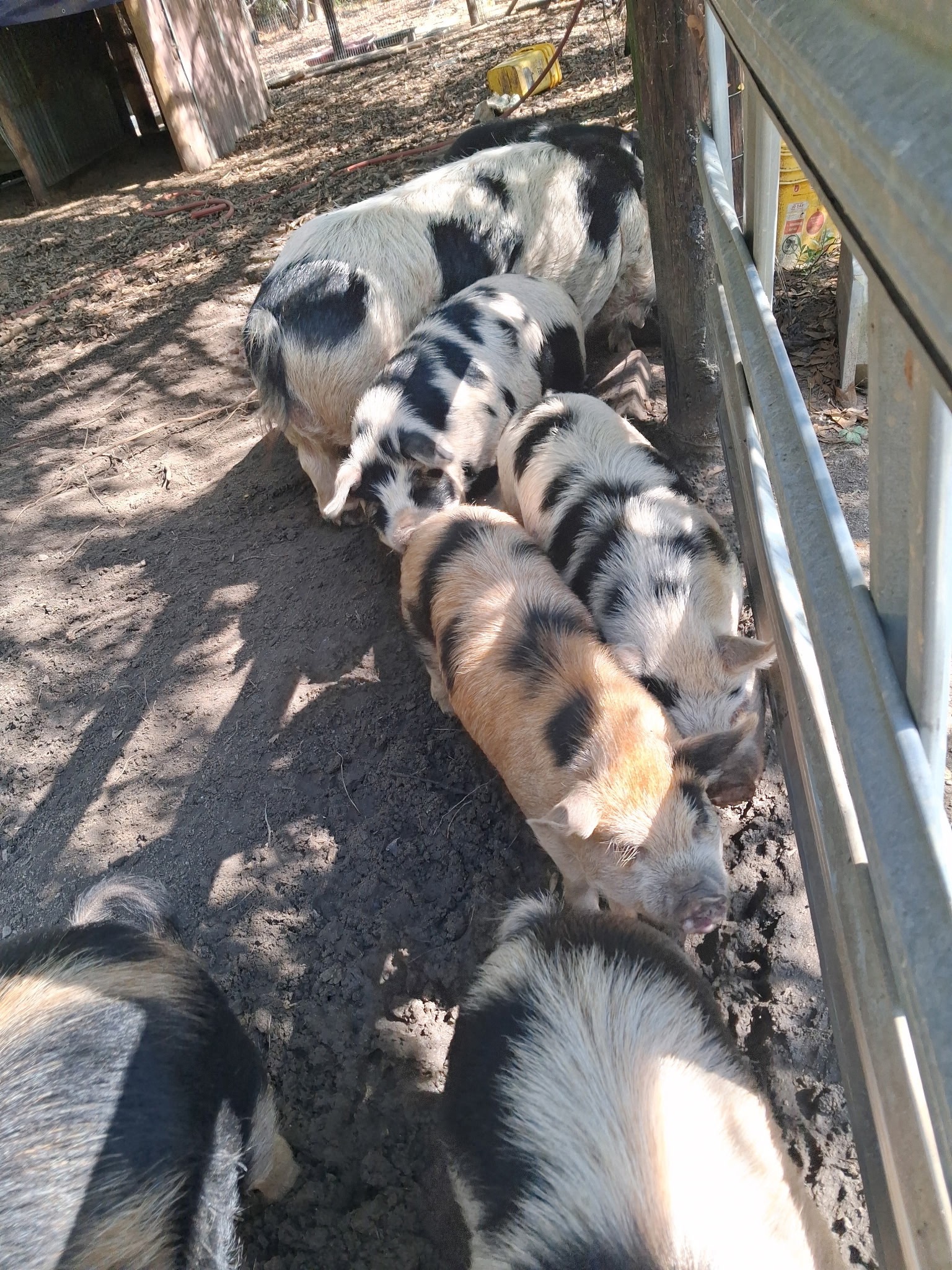 Urgent Help Needed for Six Piglets campaign photo, 5 of 6