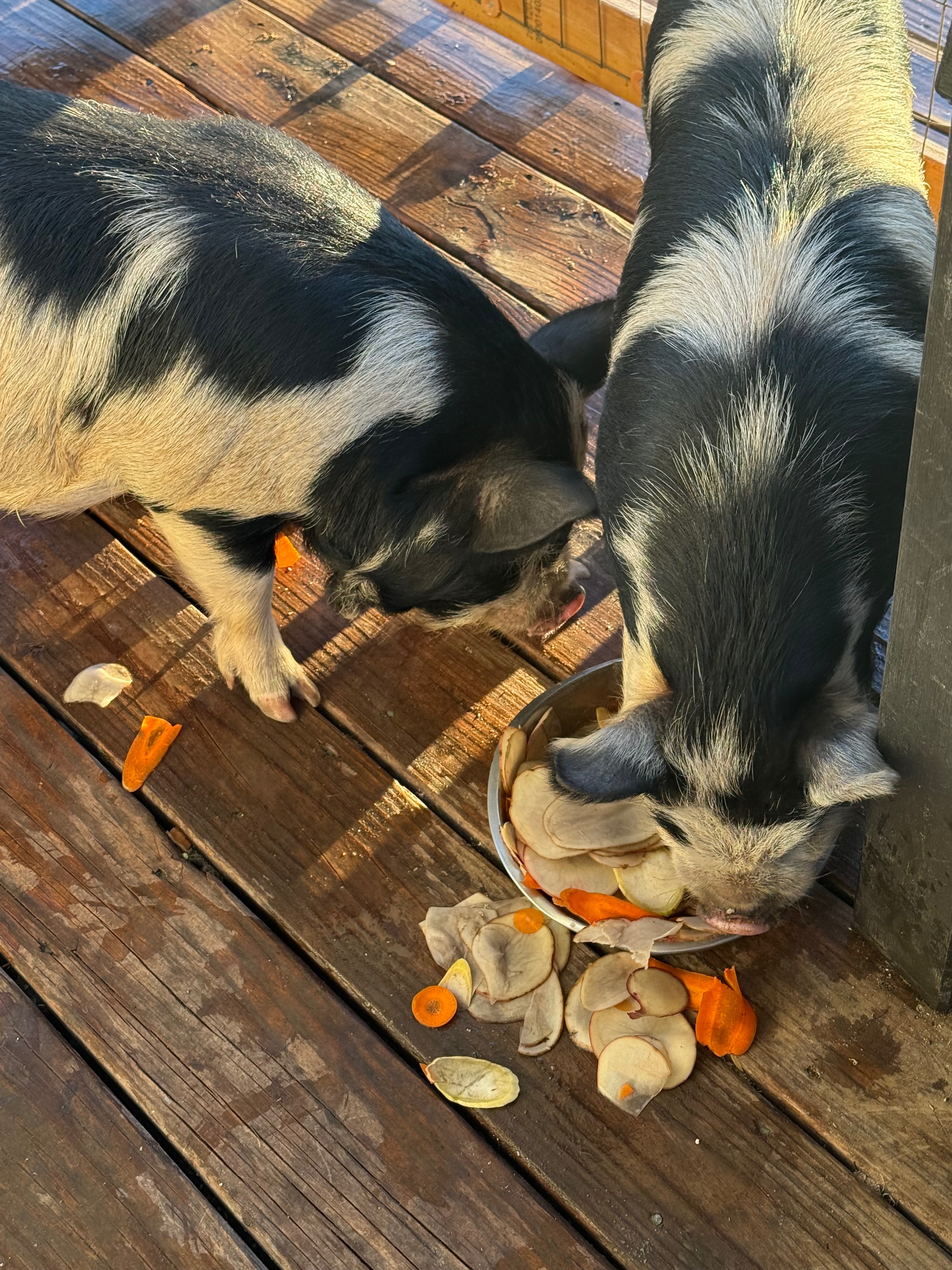 Urgent Help Needed for Six Piglets campaign photo, 2 of 6