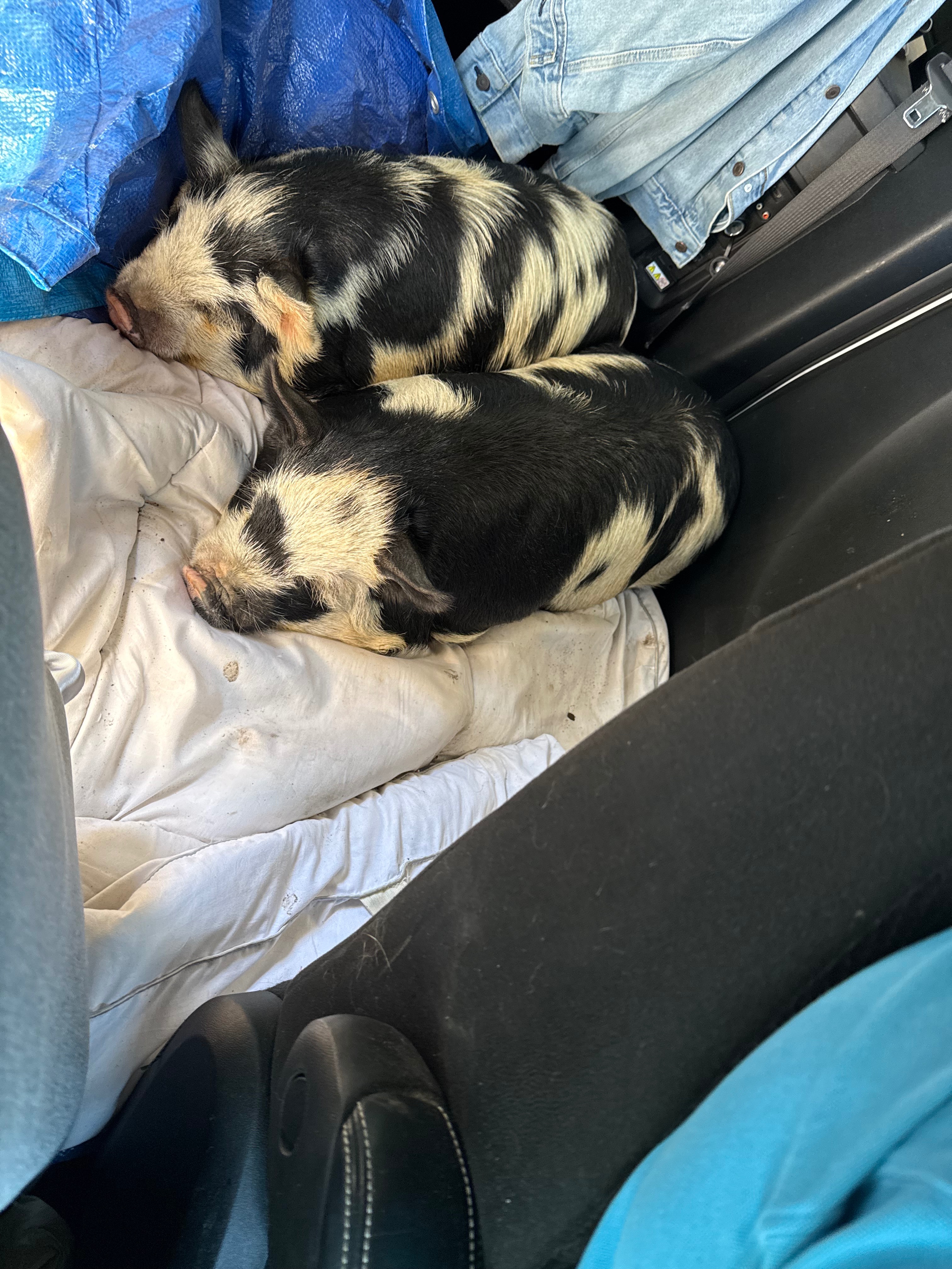 Urgent Help Needed for Six Piglets campaign photo, 4 of 6